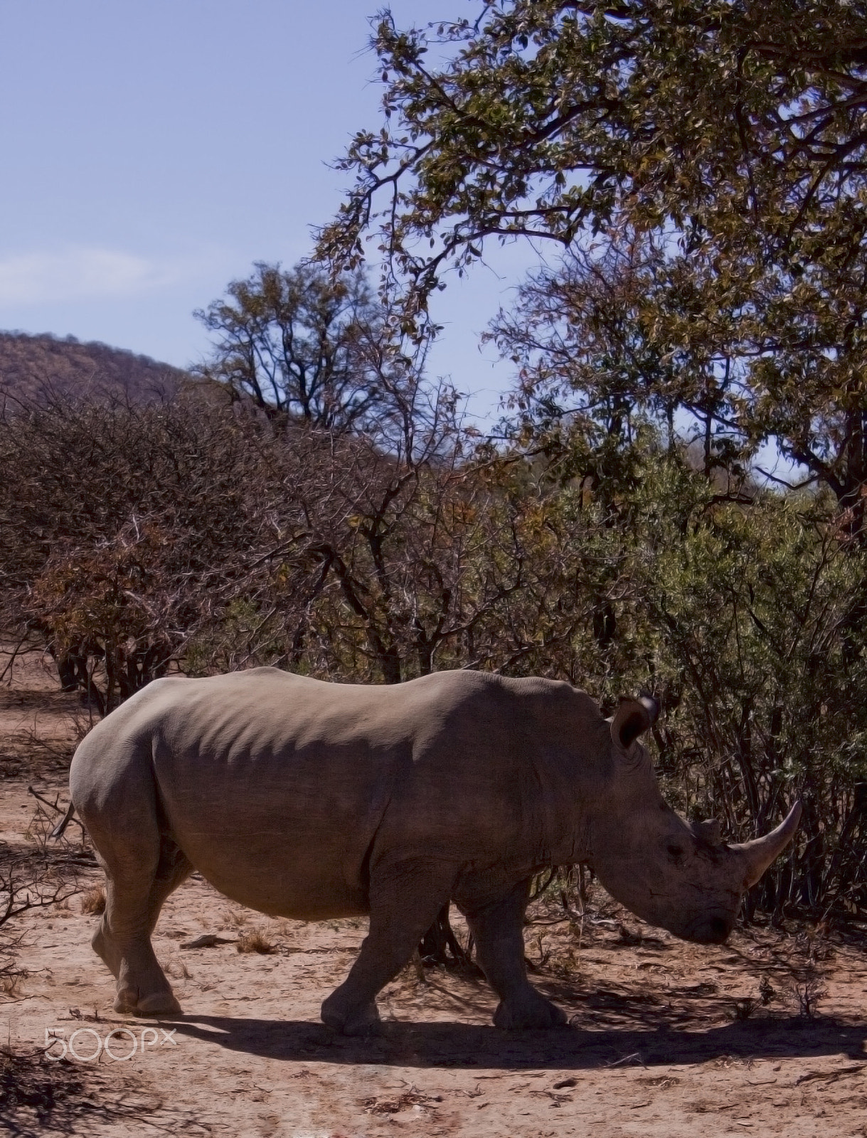 Canon EF-S 18-55mm F3.5-5.6 IS sample photo. White rhinoceros in zambia photography