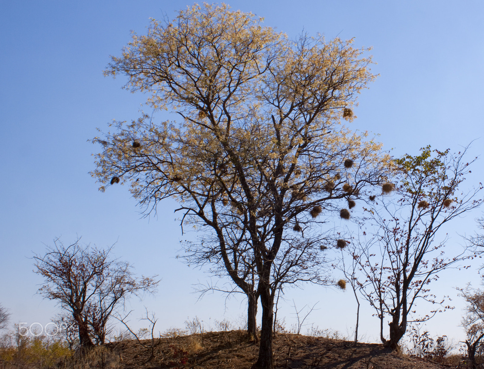 Canon EF-S 18-55mm F3.5-5.6 IS sample photo. Tree with weaver bird nests photography