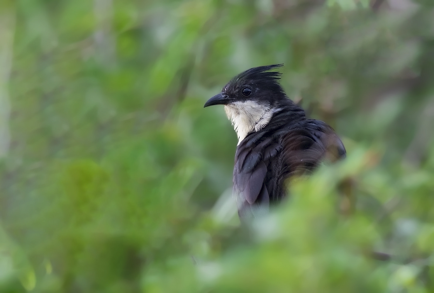 Canon EOS 7D Mark II + Canon EF 600mm F4L IS II USM sample photo. Jacobin cuckoo photography