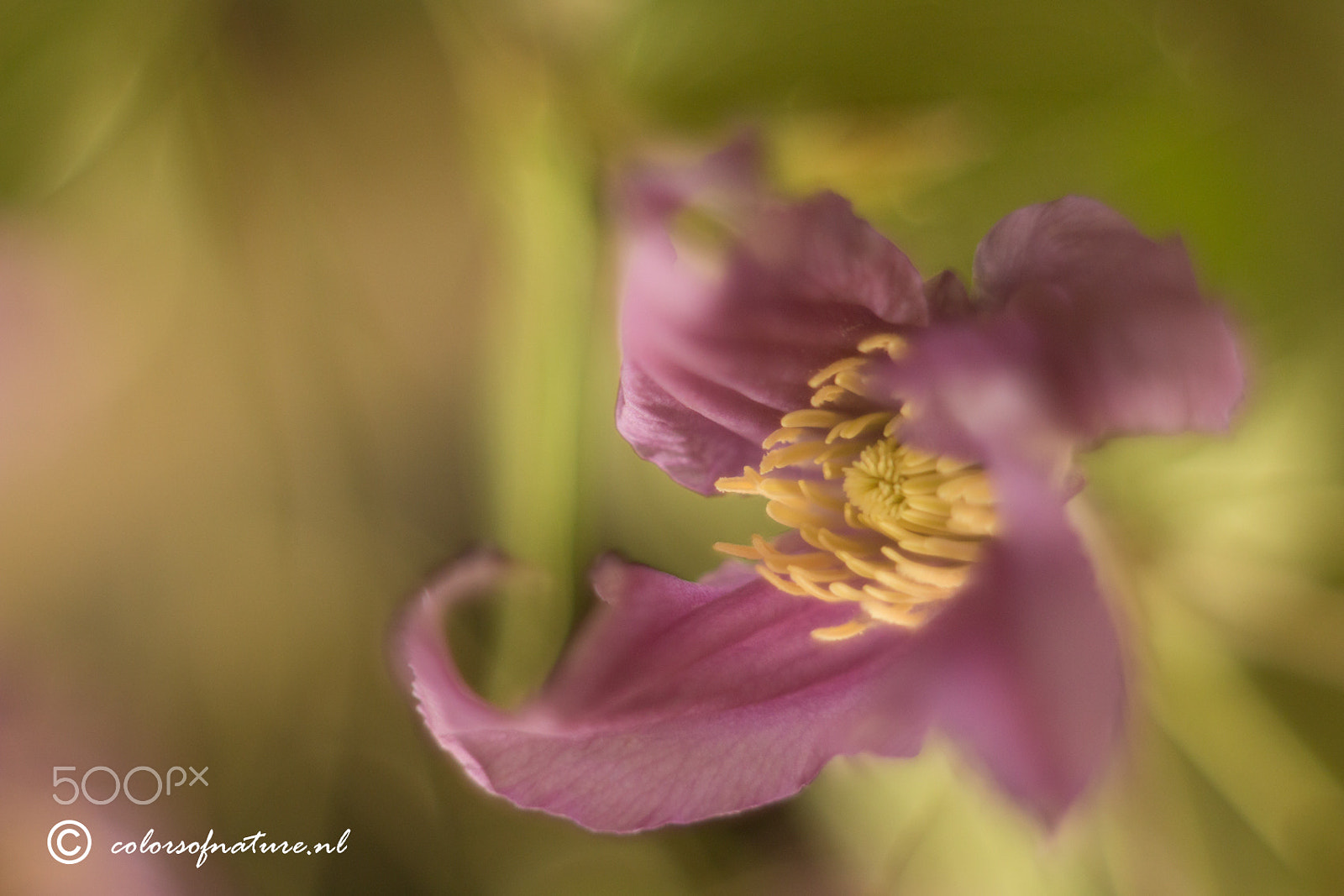 Canon EF 35-80mm f/4-5.6 sample photo. Romantic photography