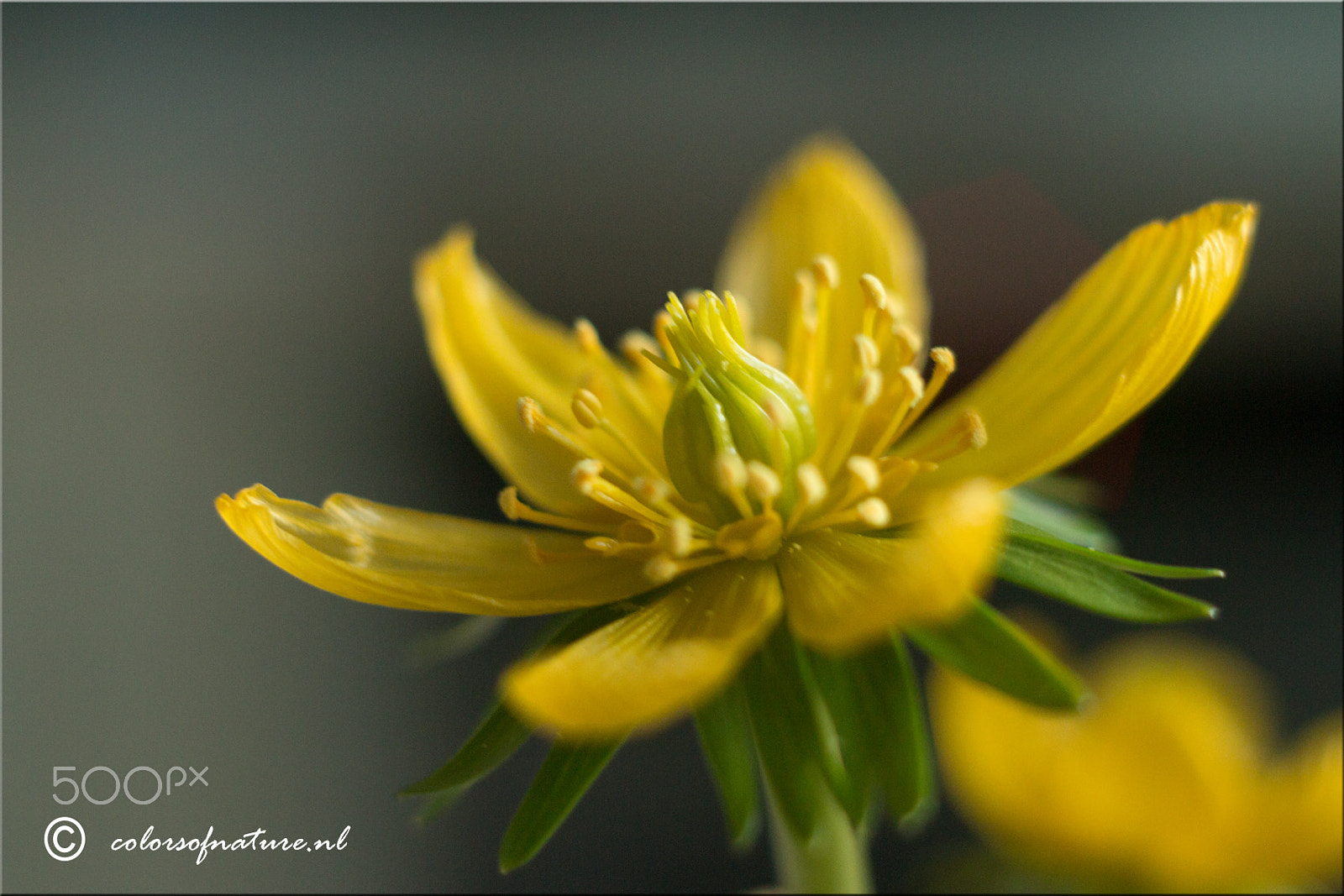 Canon EF 35-80mm f/4-5.6 sample photo. Winter akoniet photography