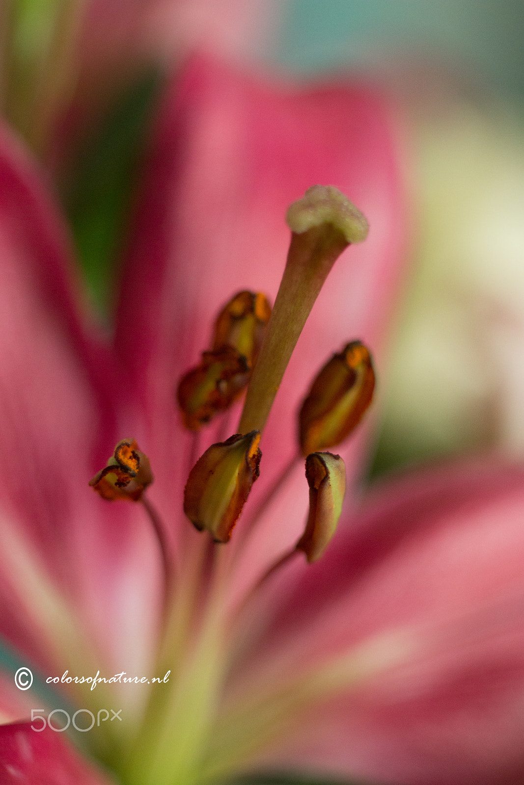 Canon EF 35-80mm f/4-5.6 sample photo. A heart full photography
