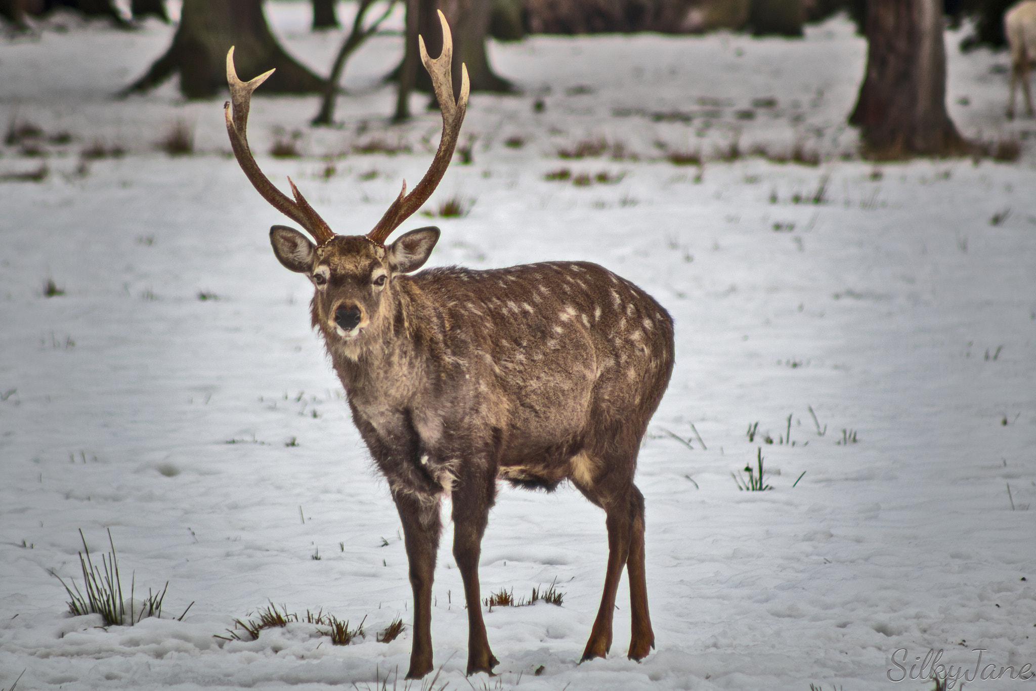 Canon EOS 100D (EOS Rebel SL1 / EOS Kiss X7) + EF75-300mm f/4-5.6 sample photo. Winter deer photography