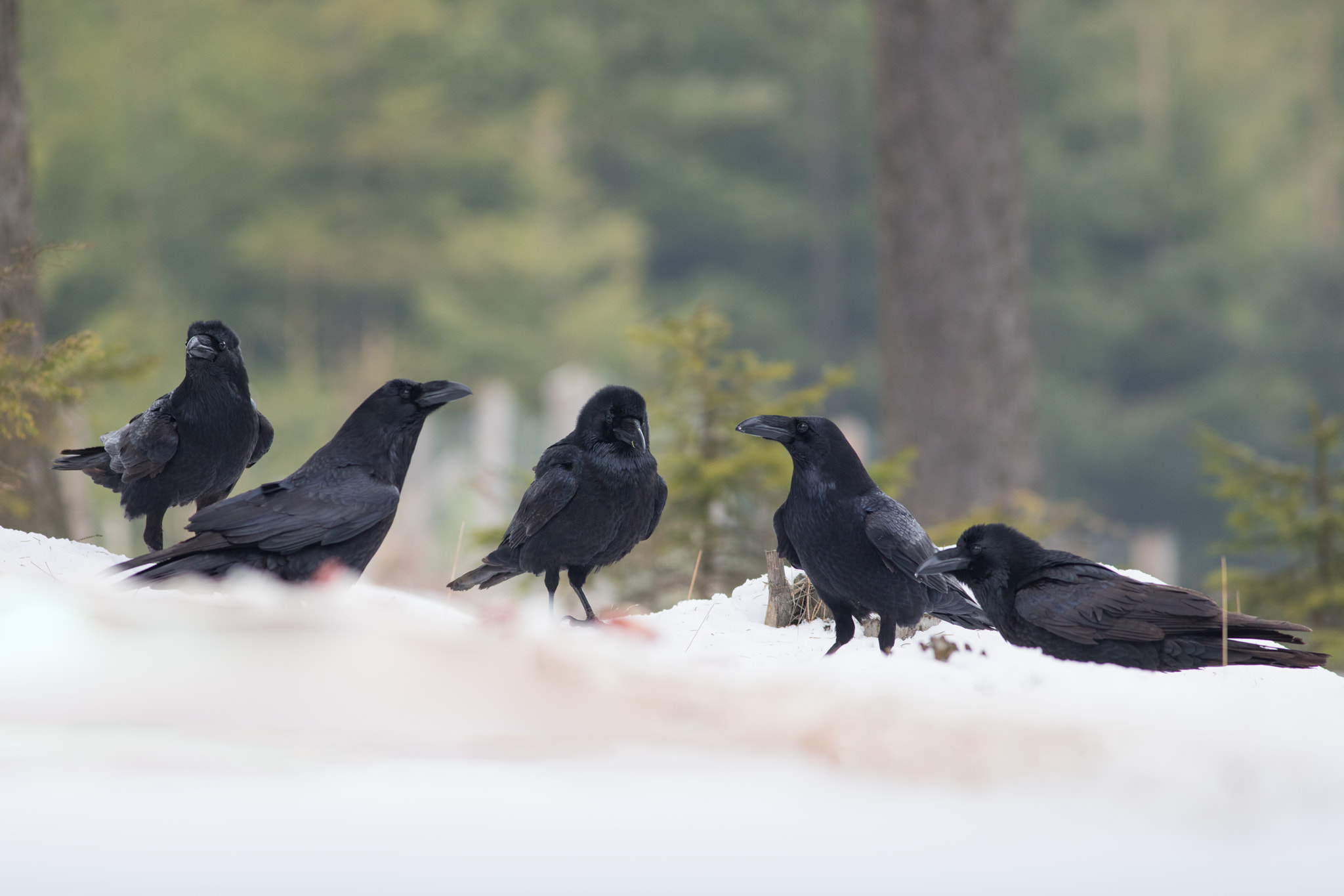 Canon EF 400mm F5.6L USM sample photo. Krkavec velký (corvus corax)

 photography