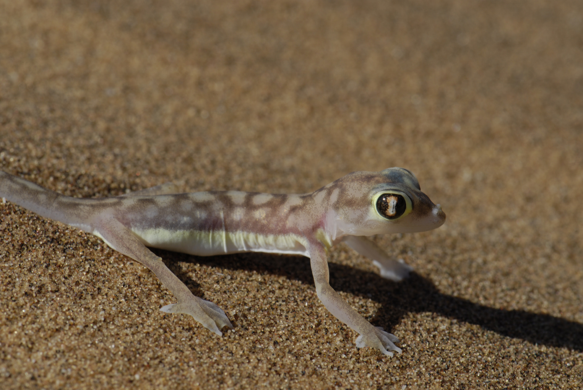 Nikon AF-S Micro-Nikkor 105mm F2.8G IF-ED VR sample photo. Namib sand gecko photography