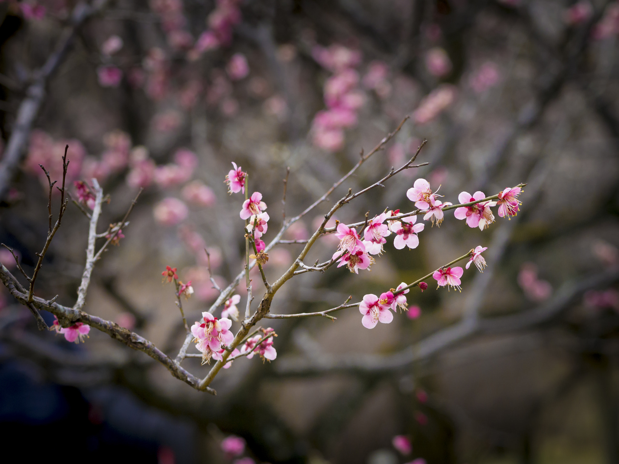 smc PENTAX-FA 645 80-160mm F4.5 sample photo. Red apricot photography