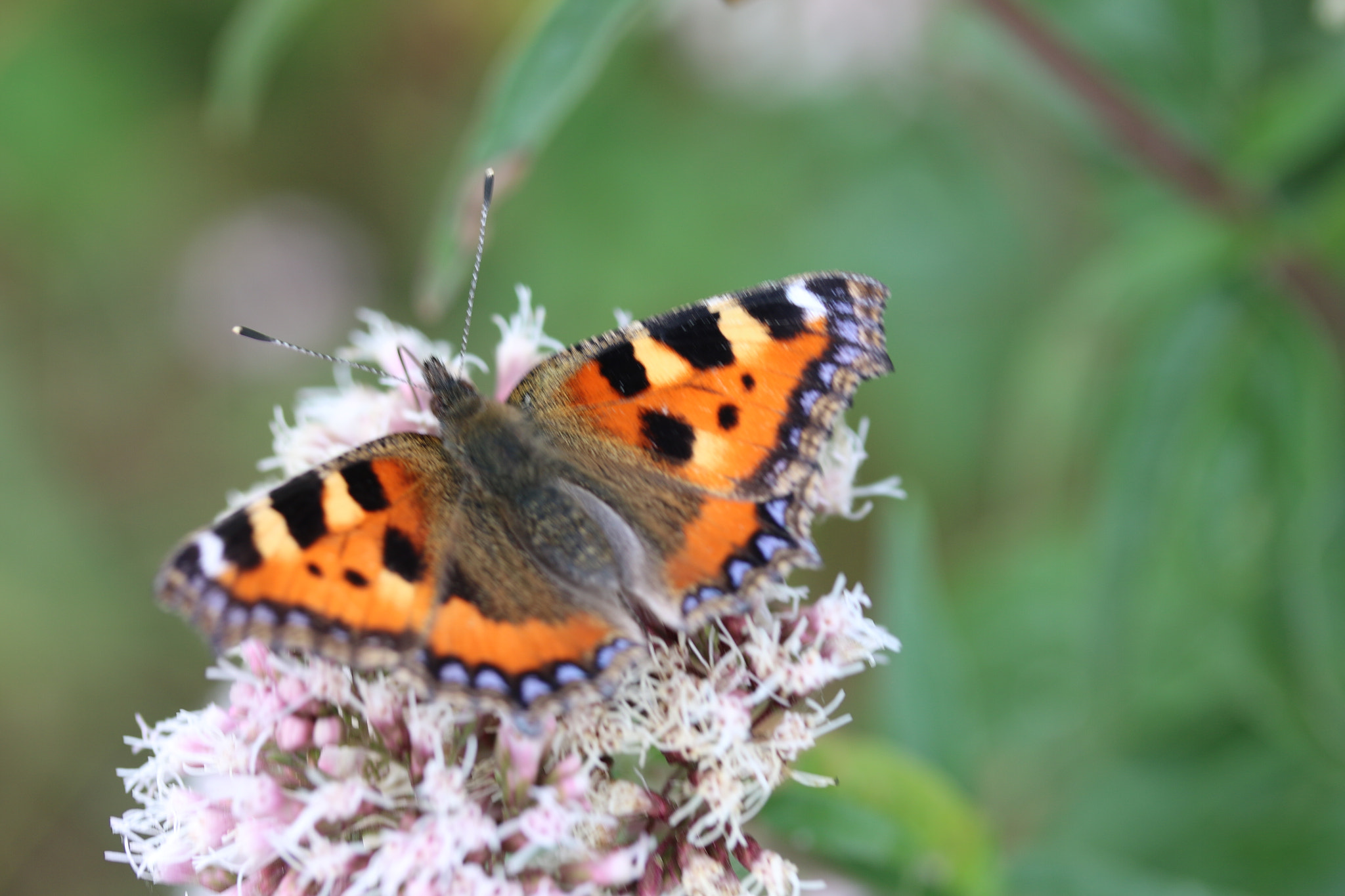 Canon EF-S 60mm F2.8 Macro USM sample photo. Small tortoiseshell photography