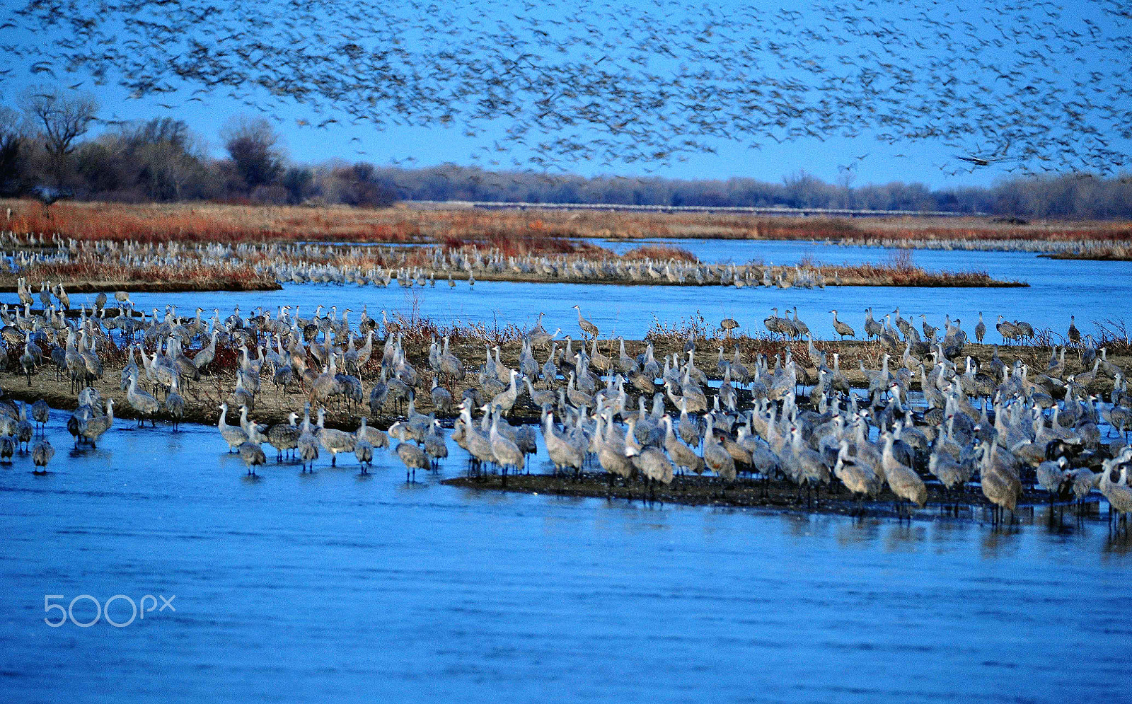 Nikon D700 sample photo. Sandhill crane migration photography
