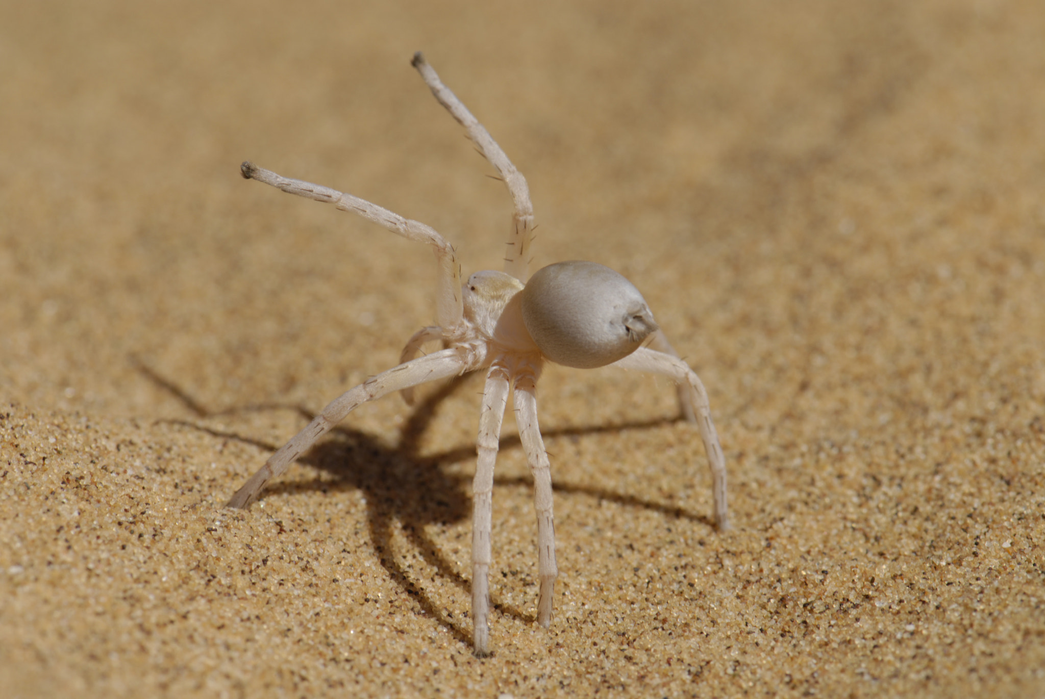 Nikon AF-S Micro-Nikkor 105mm F2.8G IF-ED VR sample photo. Golden wheel spider photography