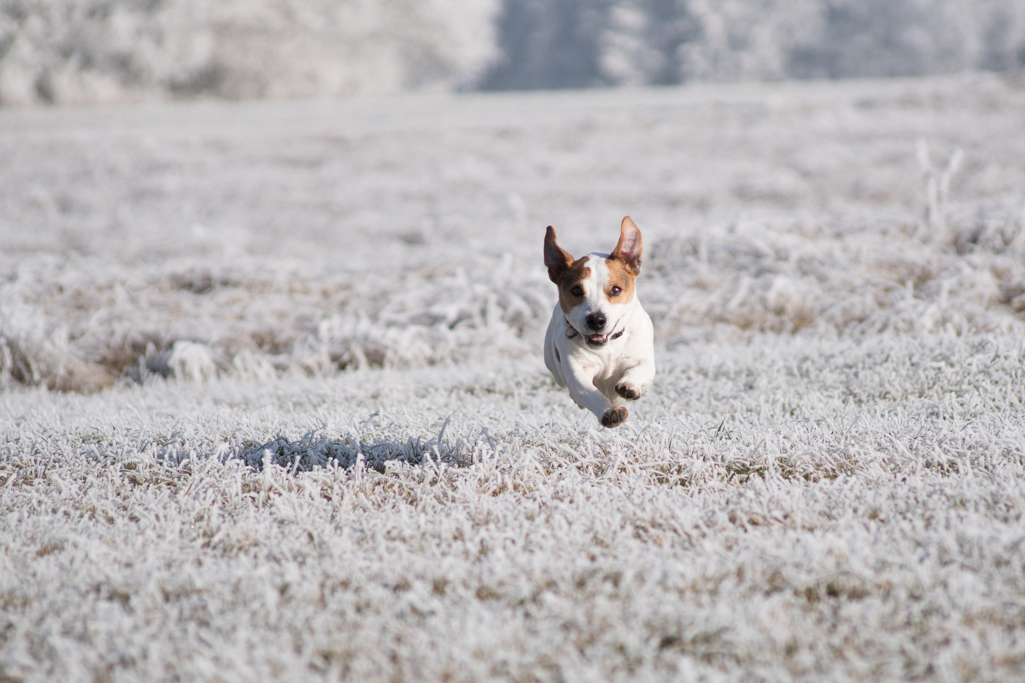 Sony 75-300mm F4.5-5.6 sample photo. Jumping dog in the snow photography