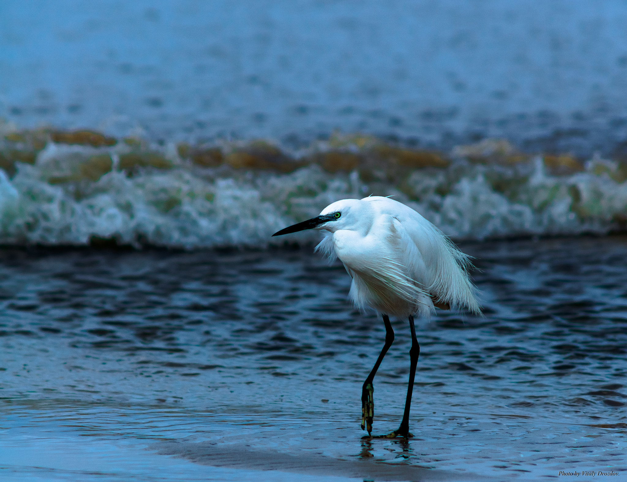 Nikon D90 + AF Zoom-Nikkor 75-300mm f/4.5-5.6 sample photo. цапля. photography