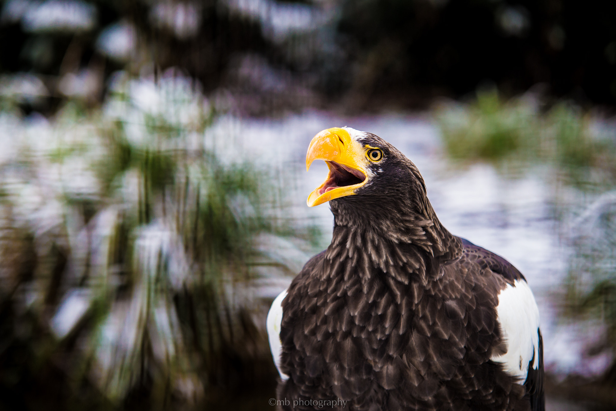 Sigma 70-200mm F2.8 EX DG OS HSM sample photo. Steller's sea eagle photography