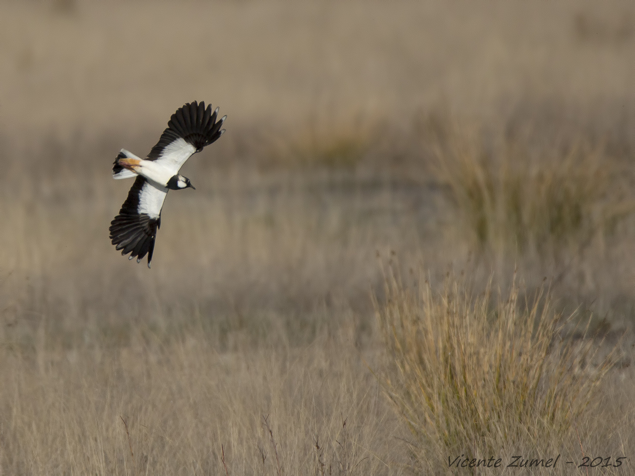 Tamron SP 150-600mm F5-6.3 Di VC USD sample photo. Lapwing photography