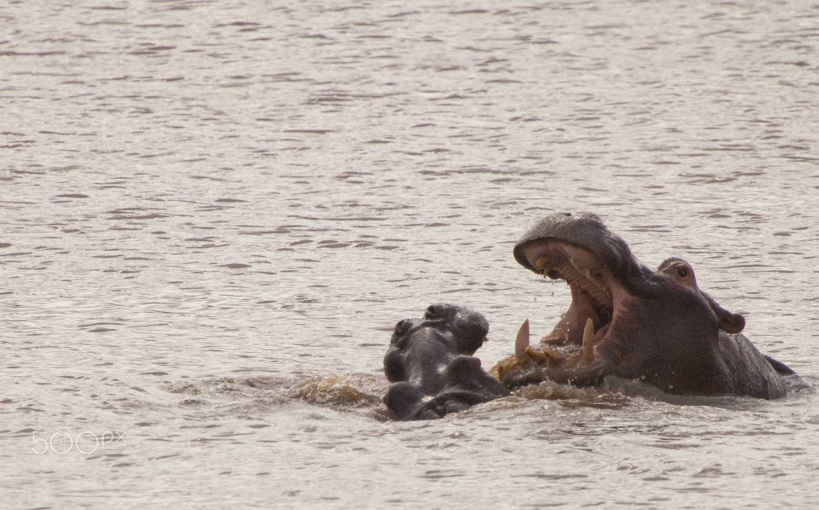 Canon EF 100-400mm F4.5-5.6L IS USM sample photo. Hippos at play photography