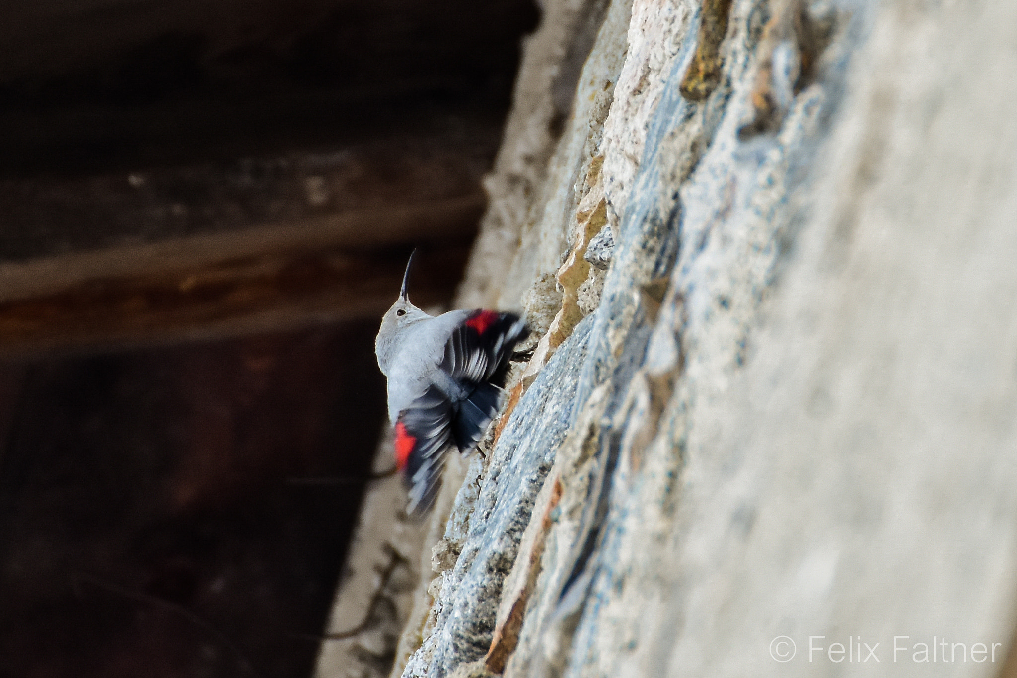 Nikon D7200 sample photo. Wallcreeper photography