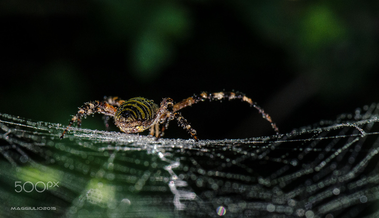 Nikon AF-S Micro-Nikkor 105mm F2.8G IF-ED VR sample photo. Aracnide photography