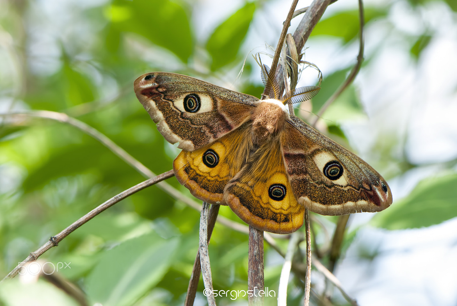 Nikon AF-S Micro-Nikkor 105mm F2.8G IF-ED VR sample photo. Pavoniella.....soon!________ photography