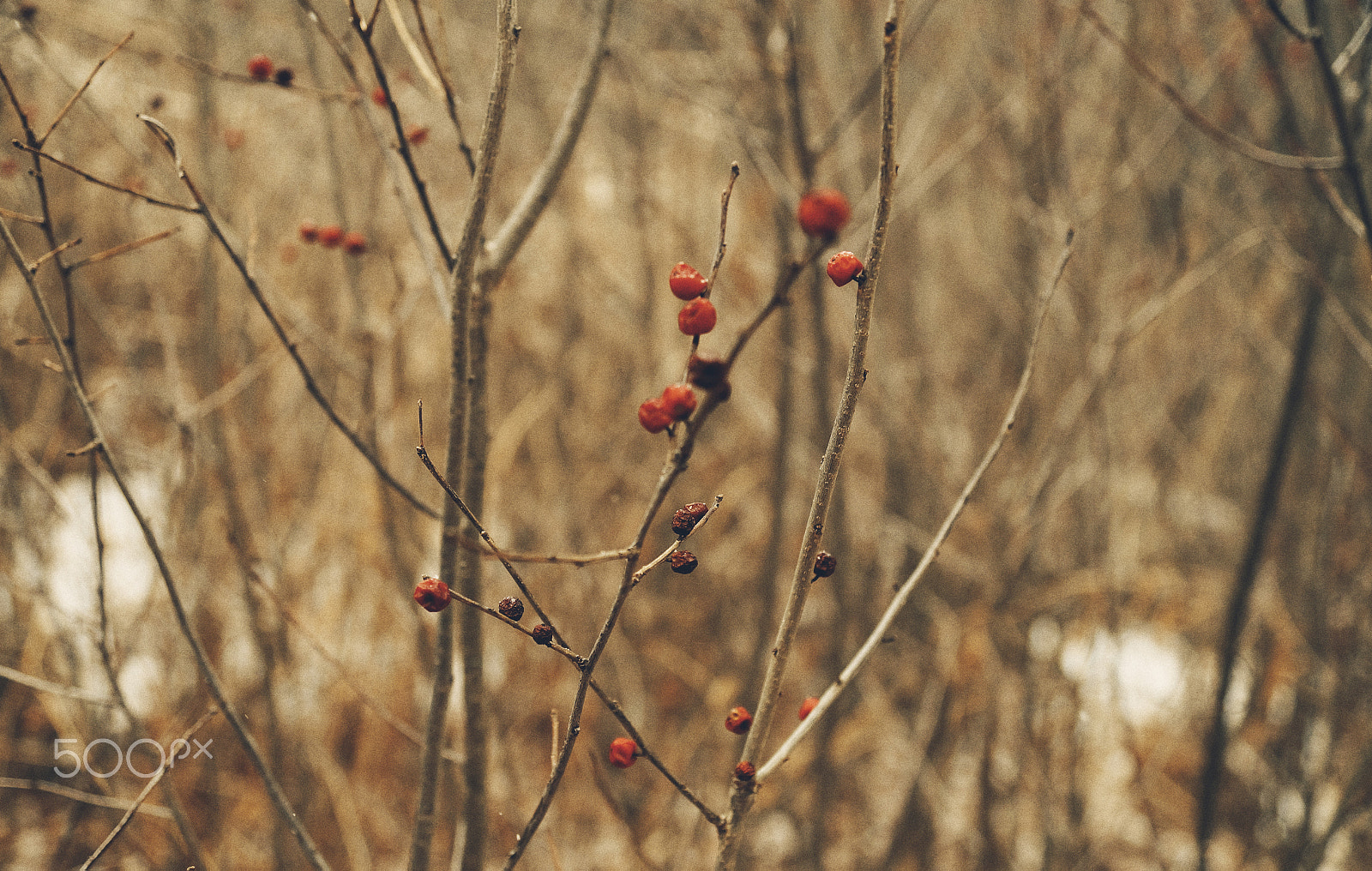 Sony SLT-A57 sample photo. Field berries photography