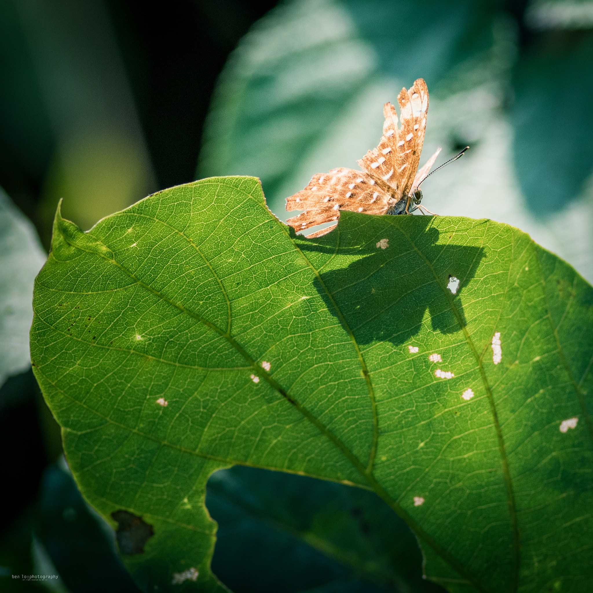 Nikon D810 + Nikon AF Nikkor 180mm F2.8D ED-IF sample photo. Hong kong butterfly park  photography