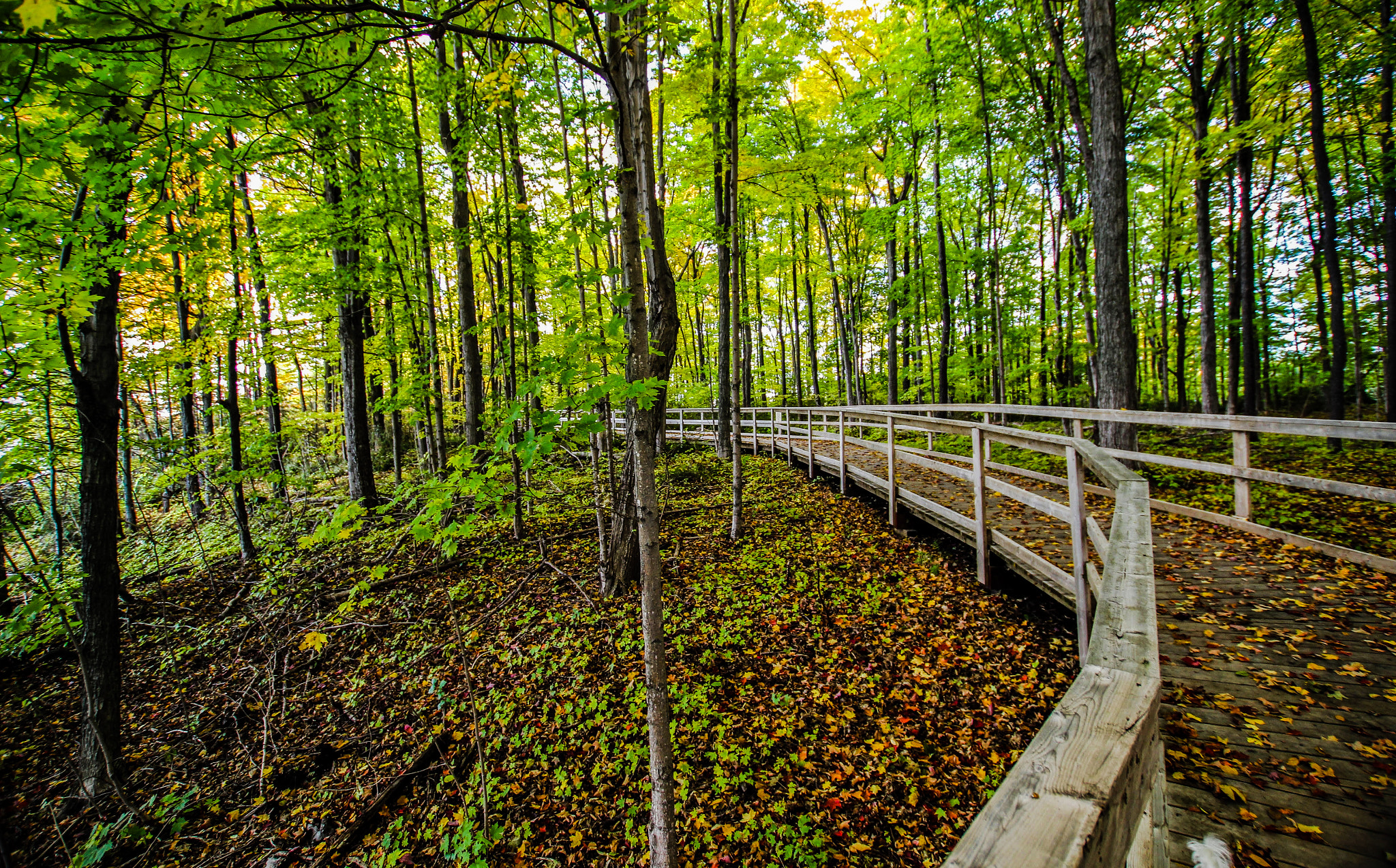 Sigma 10-20mm F3.5 EX DC HSM sample photo. Green path photography