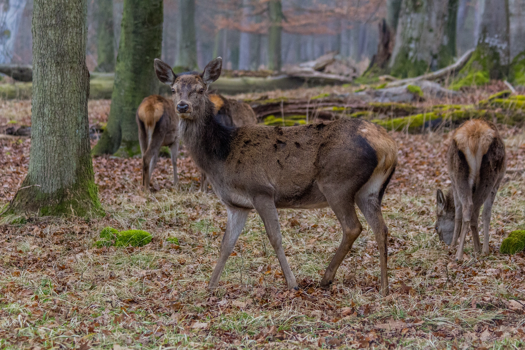 Canon EF 70-300mm F4-5.6 IS USM sample photo. Rehe / deer photography
