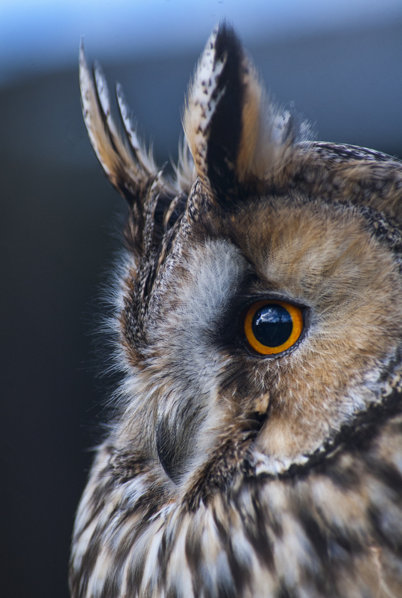 Nikon D40 sample photo. Long-eared owl photography