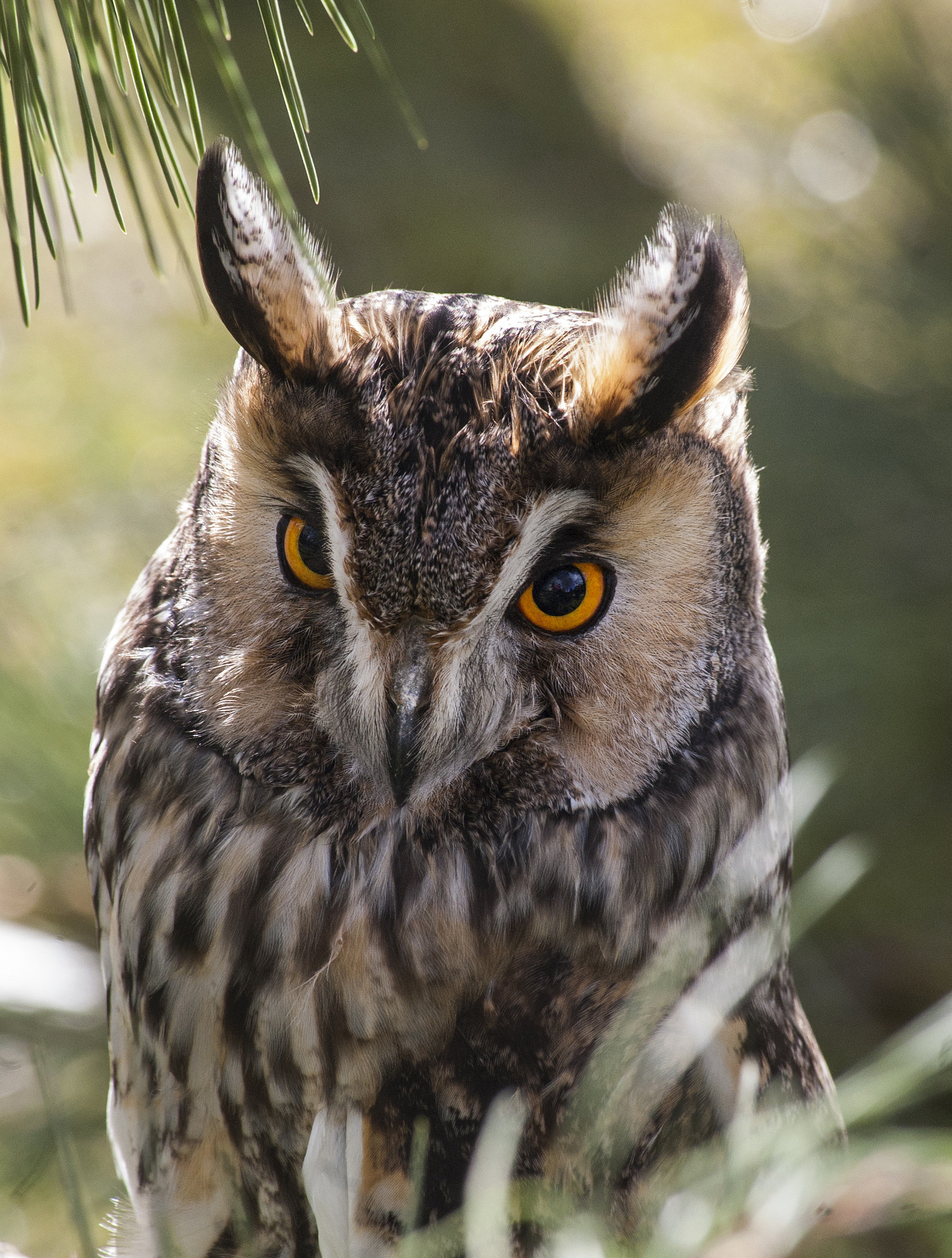 Nikon D40 sample photo. Long-eared owl in pine photography