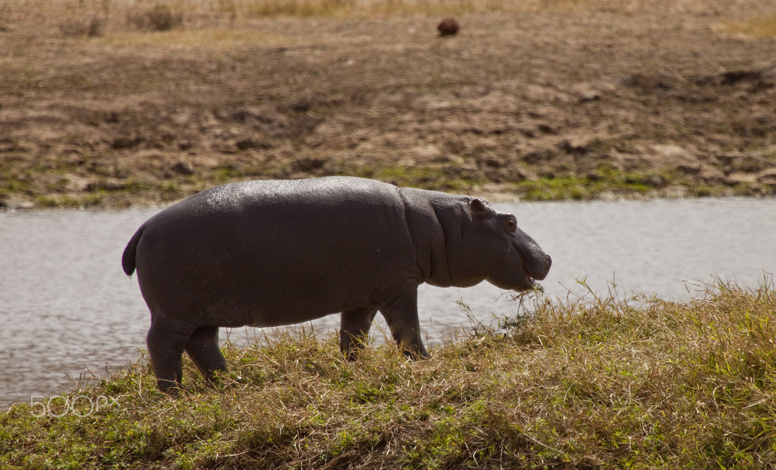 Canon EF 100-400mm F4.5-5.6L IS USM sample photo. Hippopotamus photography