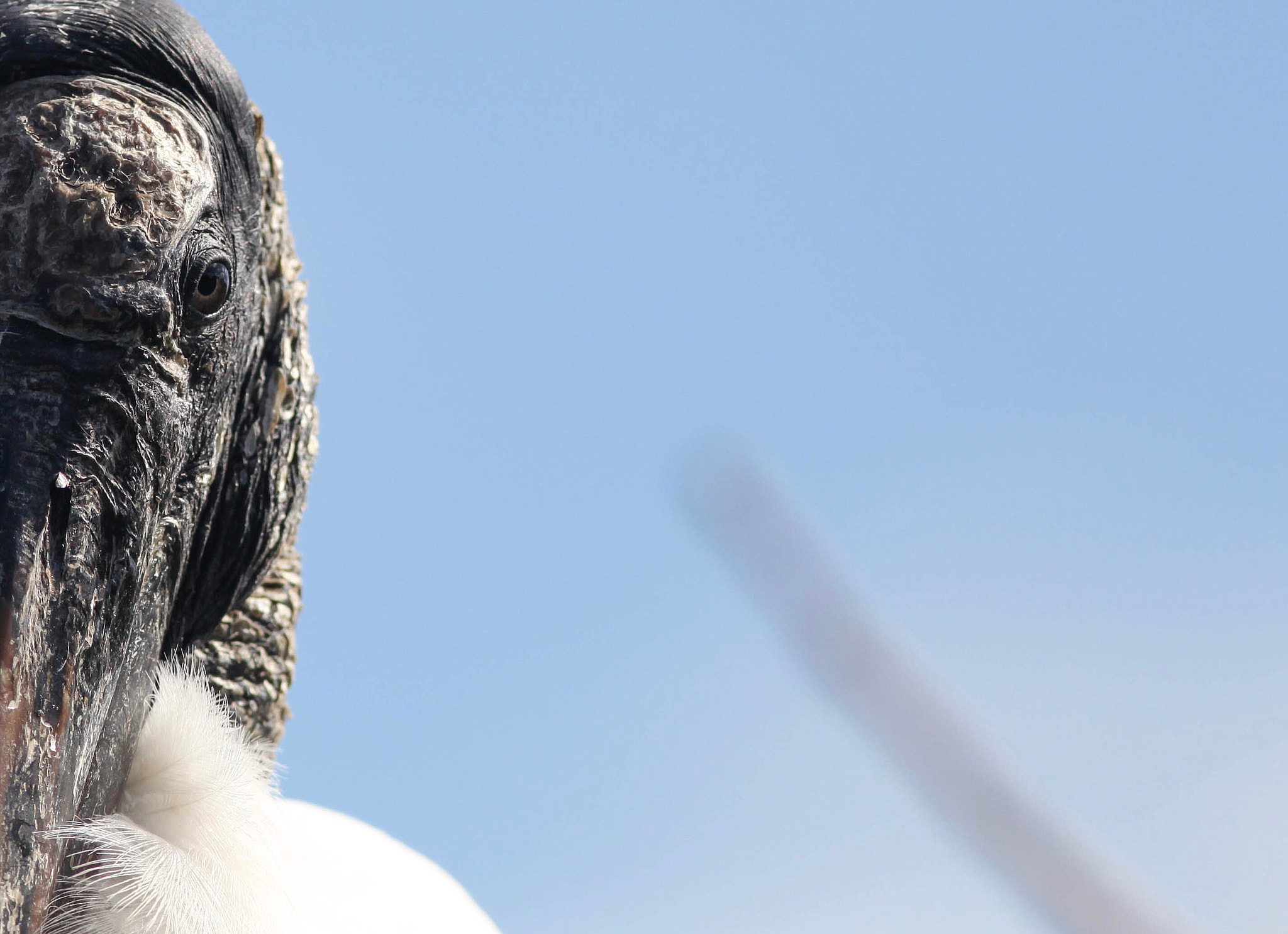 Canon EF 300mm F4L IS USM sample photo. Wood stork photography