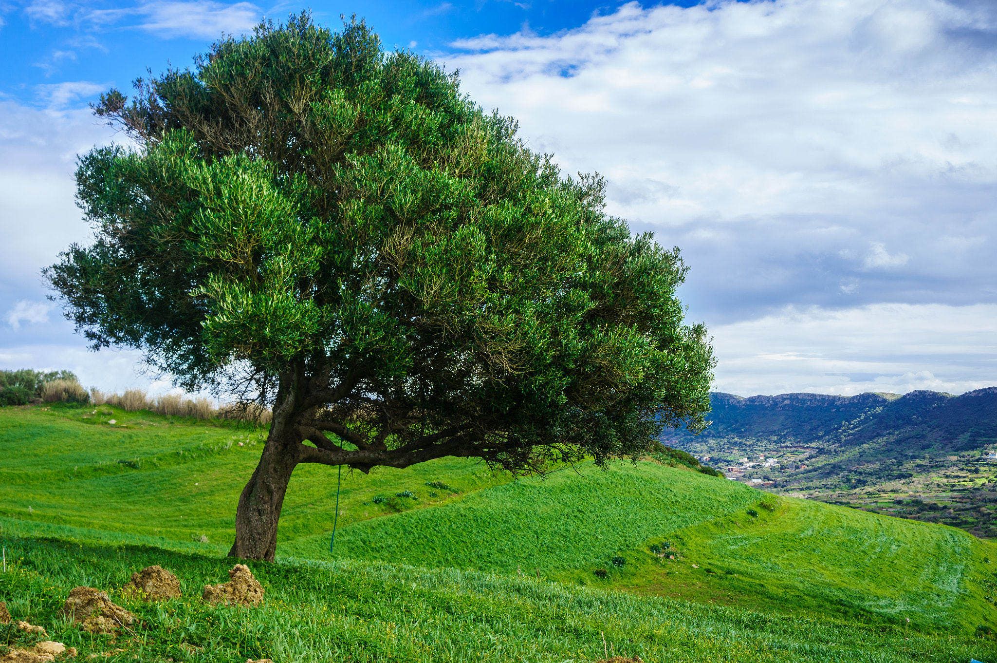 Sony Alpha NEX-5R sample photo. Winter green / tilted tree photography