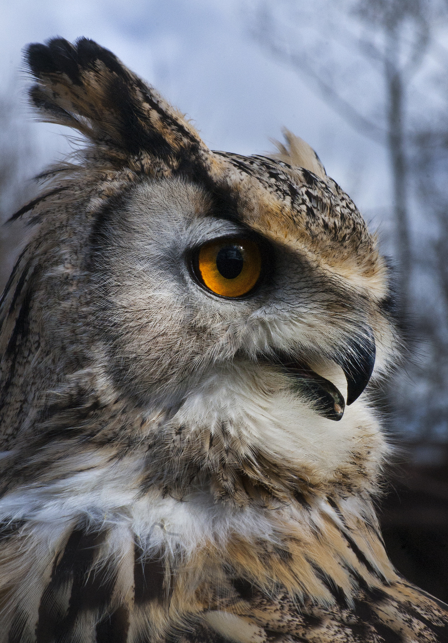 Nikon D40 sample photo. East siberian eagle owl photography