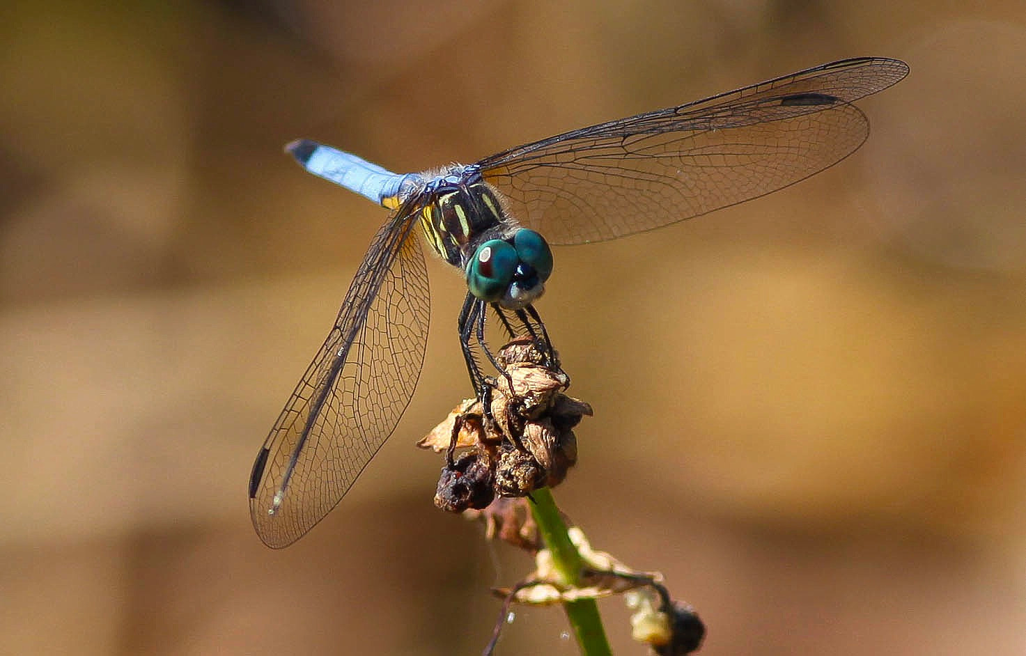 Canon EOS 5D Mark II + Canon EF 300mm F4L IS USM sample photo. Dragonfly photography
