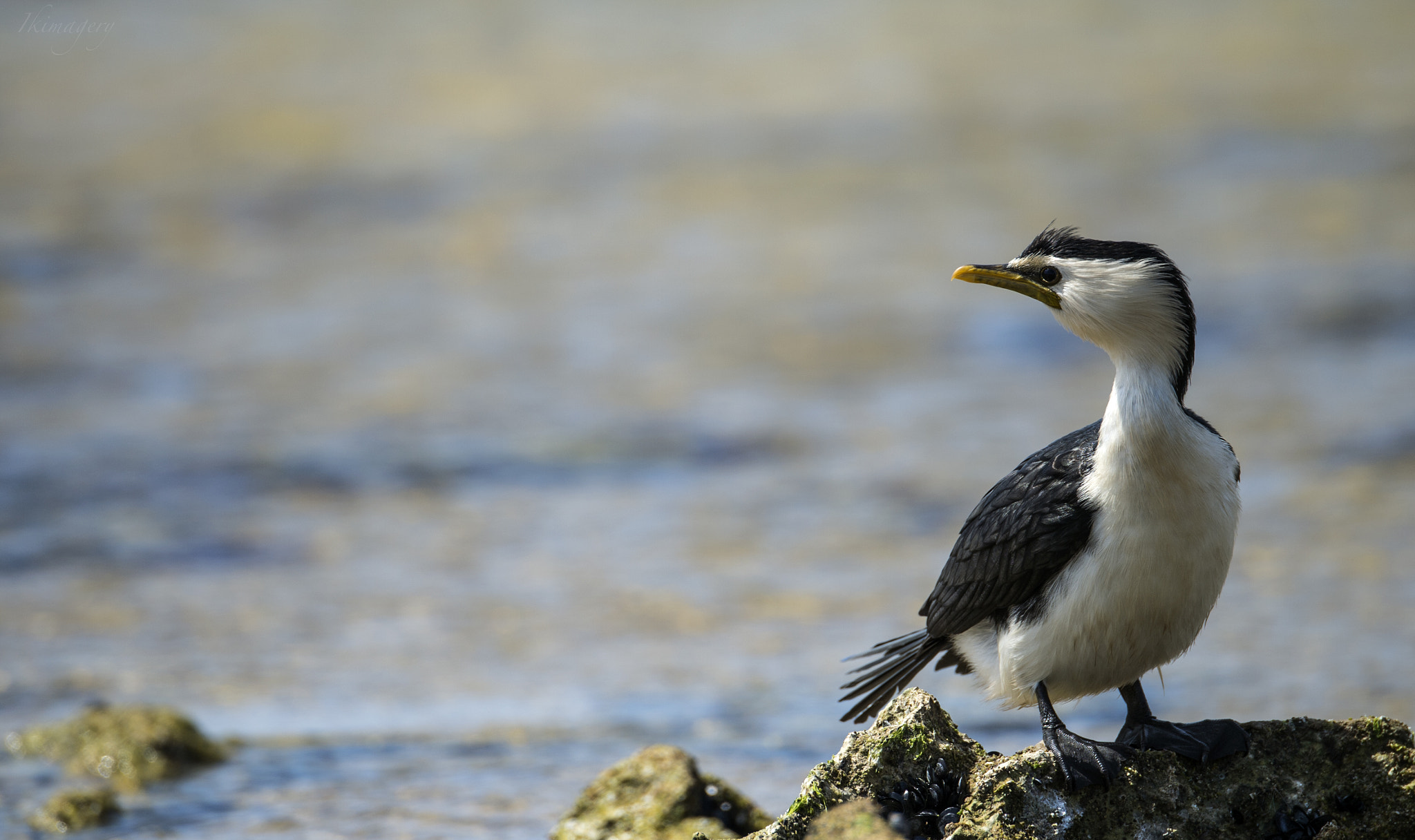 Nikon D4 sample photo. Seabird little pied cormorant photography