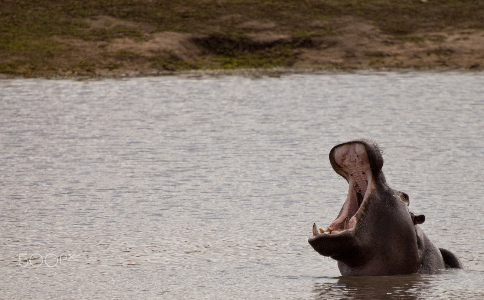 Canon EF 100-400mm F4.5-5.6L IS USM sample photo. Hippopotamus photography