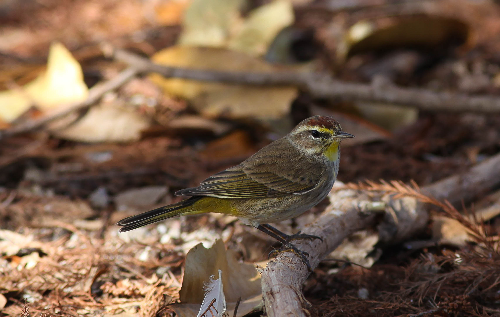 Canon EF 300mm F4L IS USM sample photo. Palm warbler photography