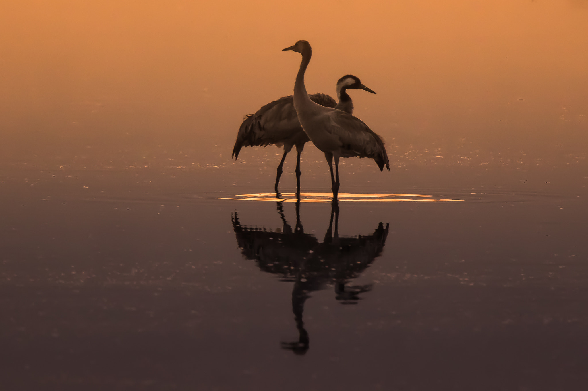 Canon EF 400mm F4.0 DO IS USM sample photo. Duet... photography
