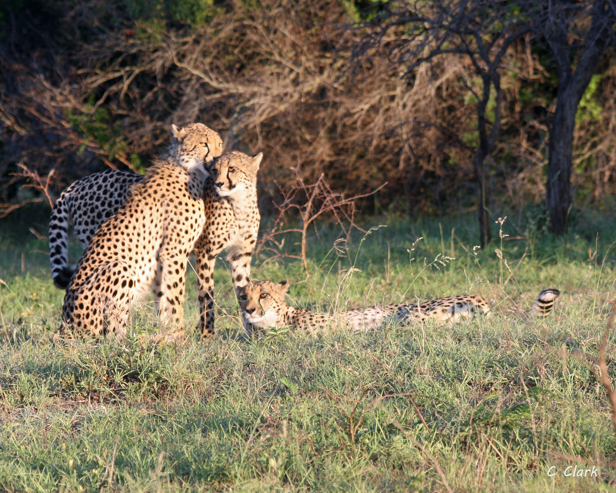 Canon EOS 450D (EOS Rebel XSi / EOS Kiss X2) sample photo. Cheetah mother and offspring photography