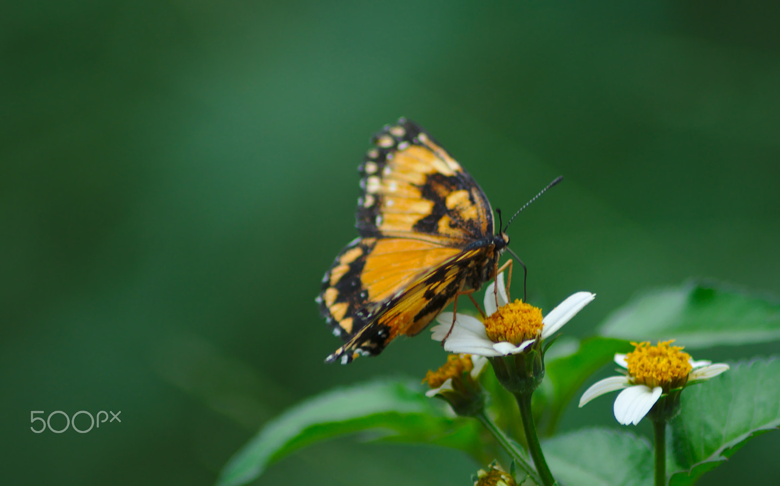 Nikon AF Nikkor 70-300mm F4-5.6G sample photo. Little butterfly in a little flower ... photography