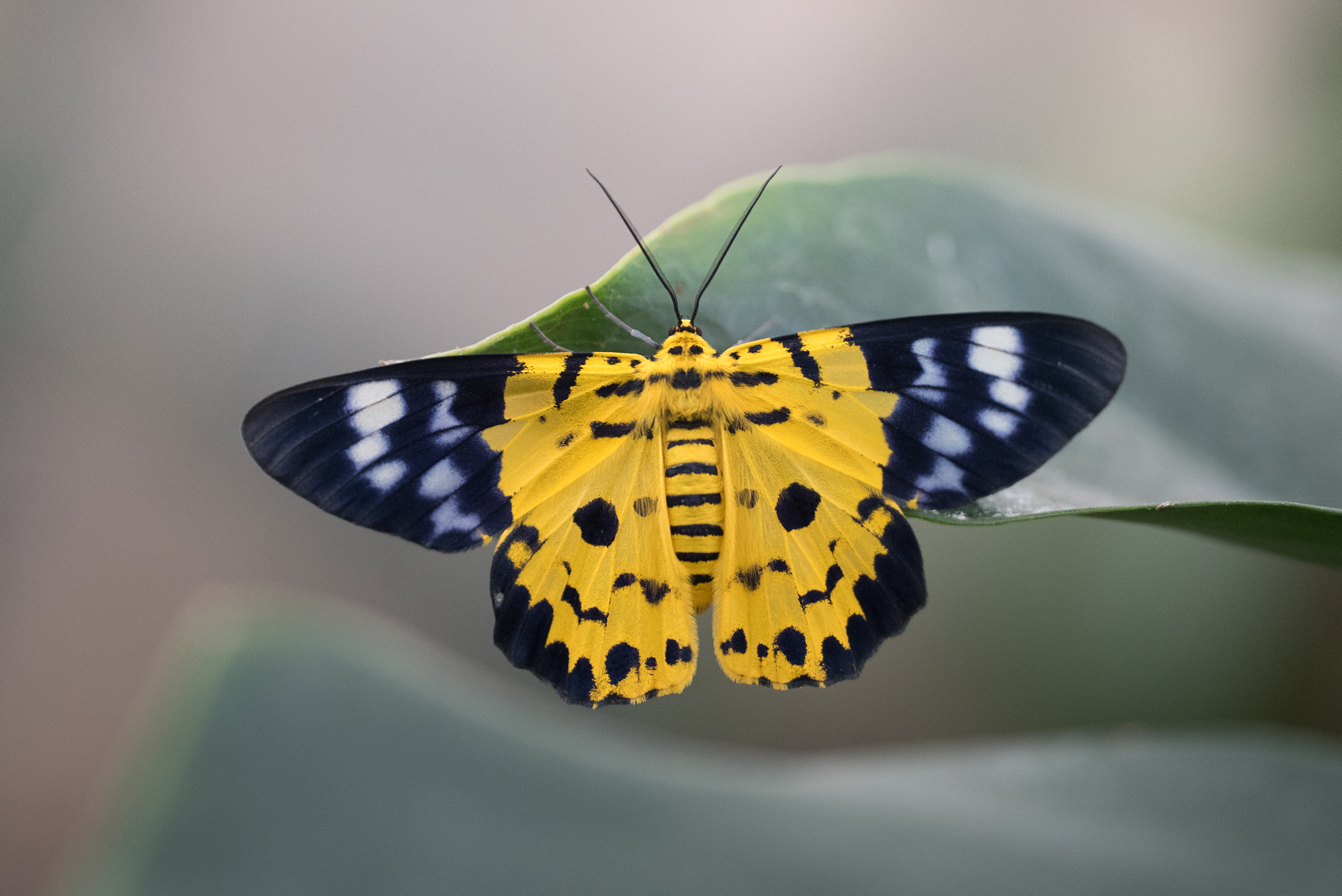 Sigma 150mm F2.8 EX DG OS Macro HSM sample photo. Dysphania militaris photography