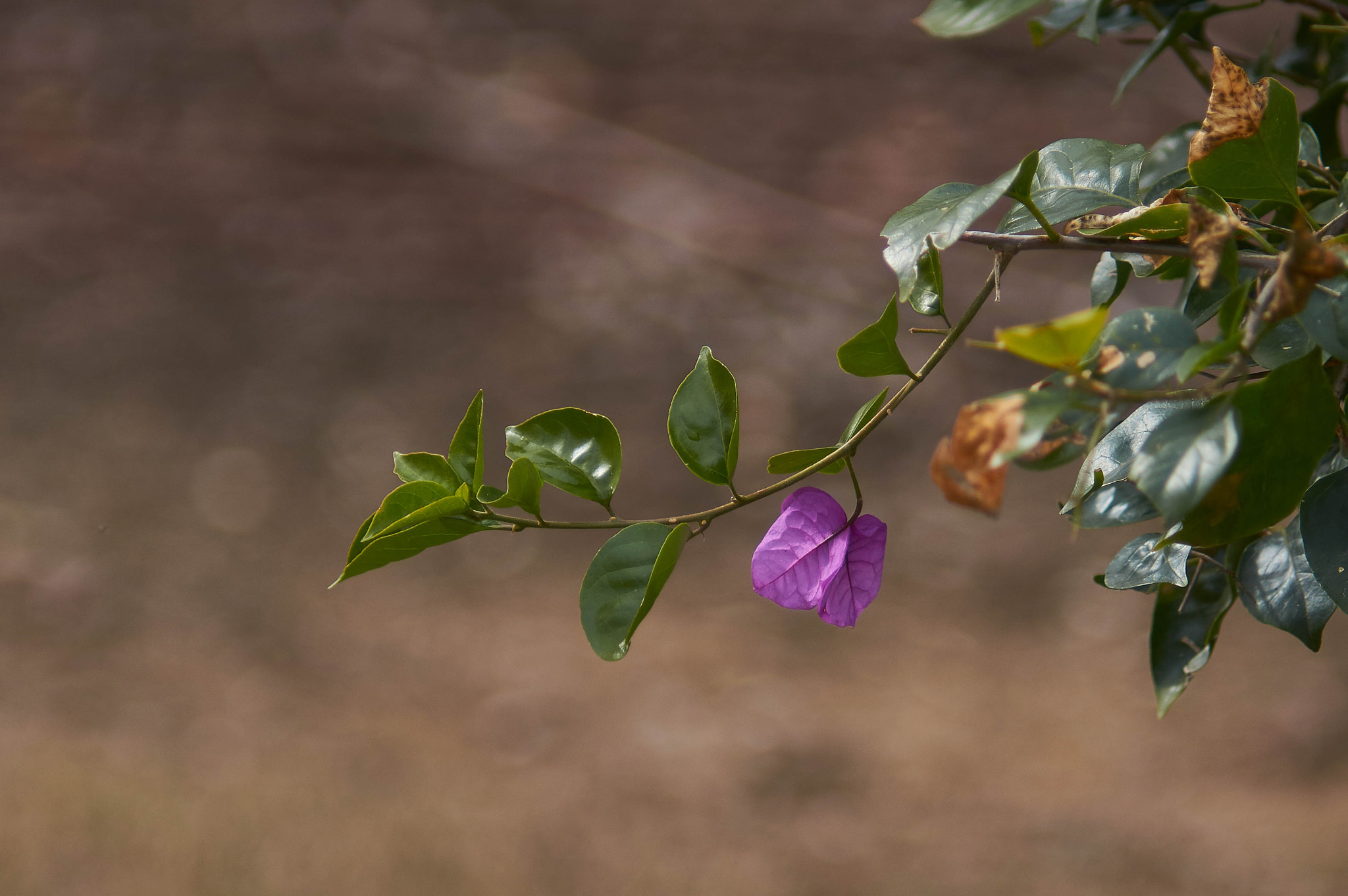 Sony SLT-A58 + Minolta AF 50mm F1.7 sample photo. Morado photography