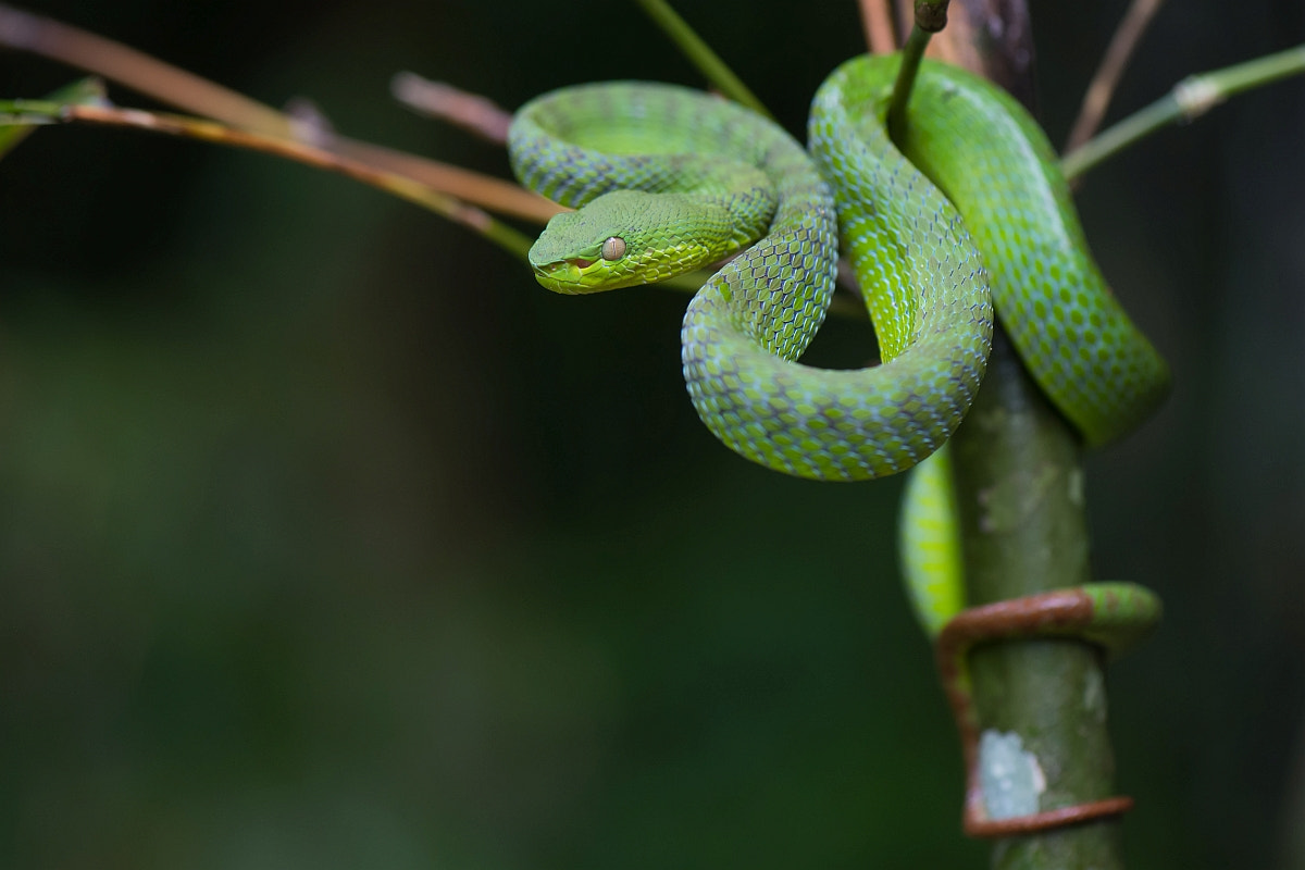 Nikon AF-S Micro-Nikkor 105mm F2.8G IF-ED VR sample photo. Trimeresurus cf.fucatus photography