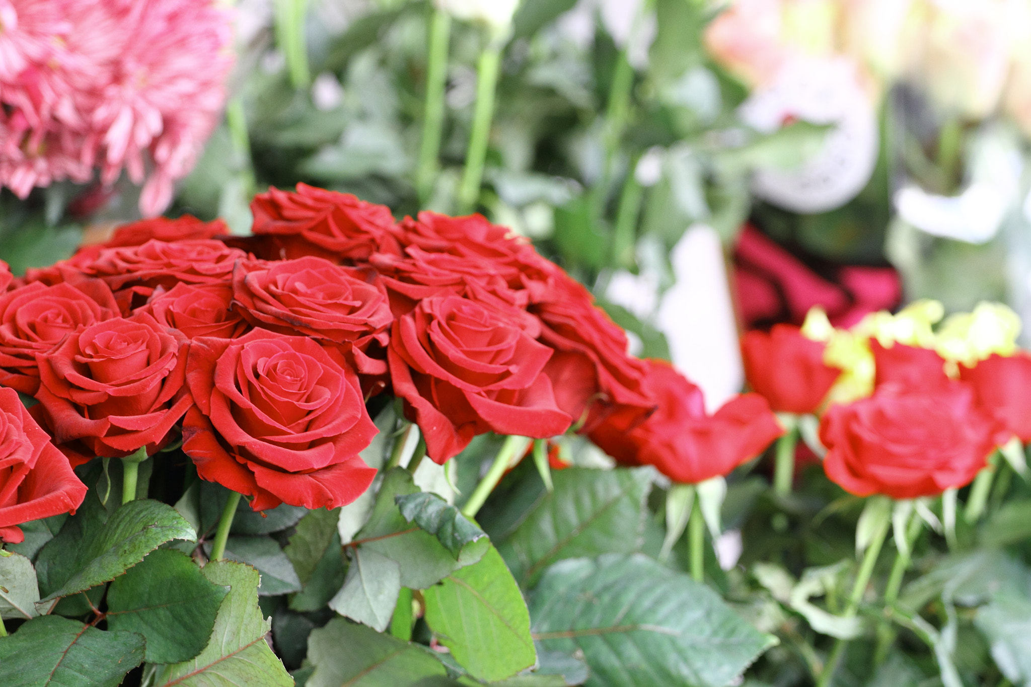 Canon EOS 7D sample photo. Red roses in turin photography