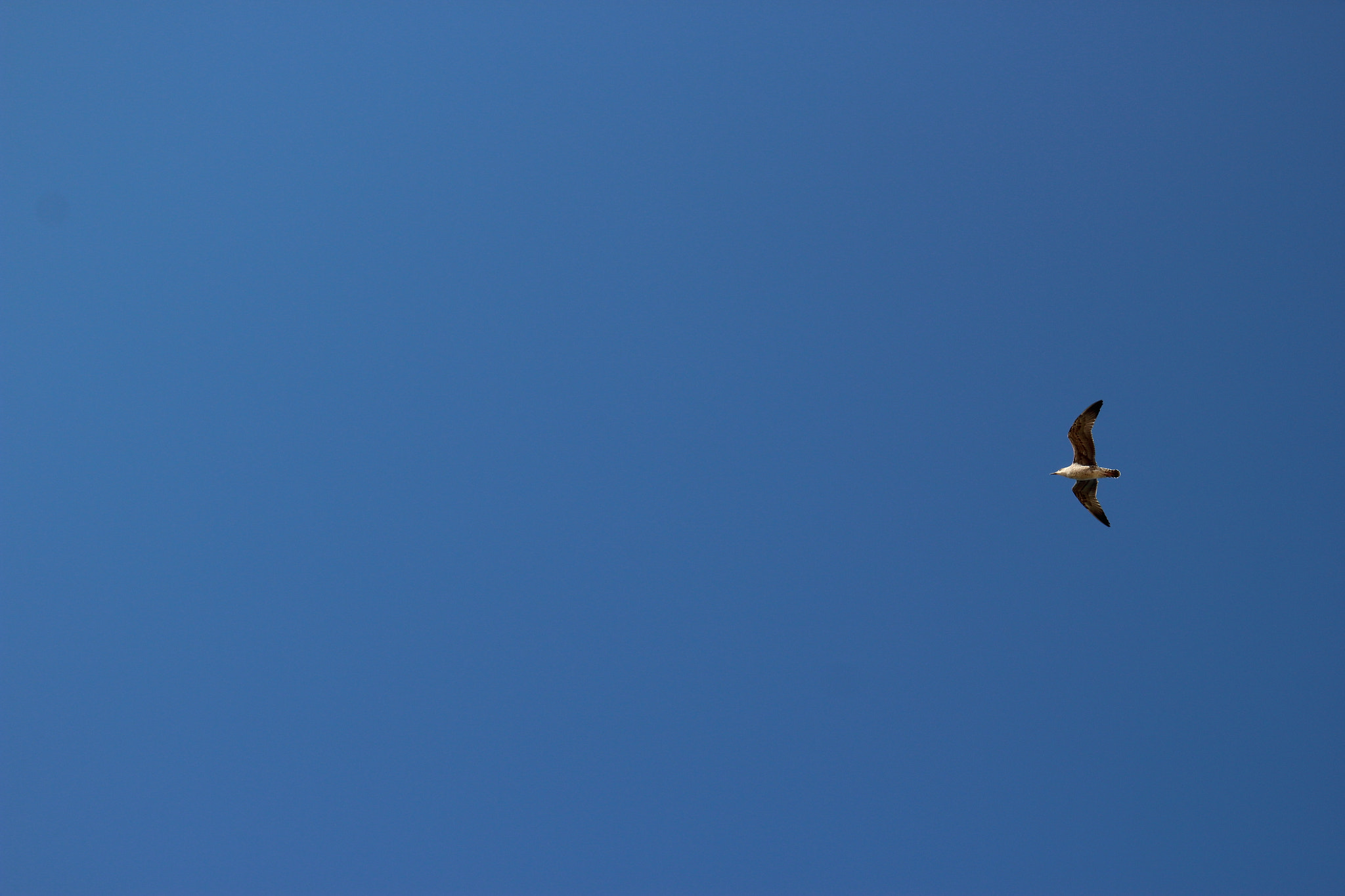 Canon EF 24-105mm F3.5-5.6 IS STM sample photo. Flying seagull photography