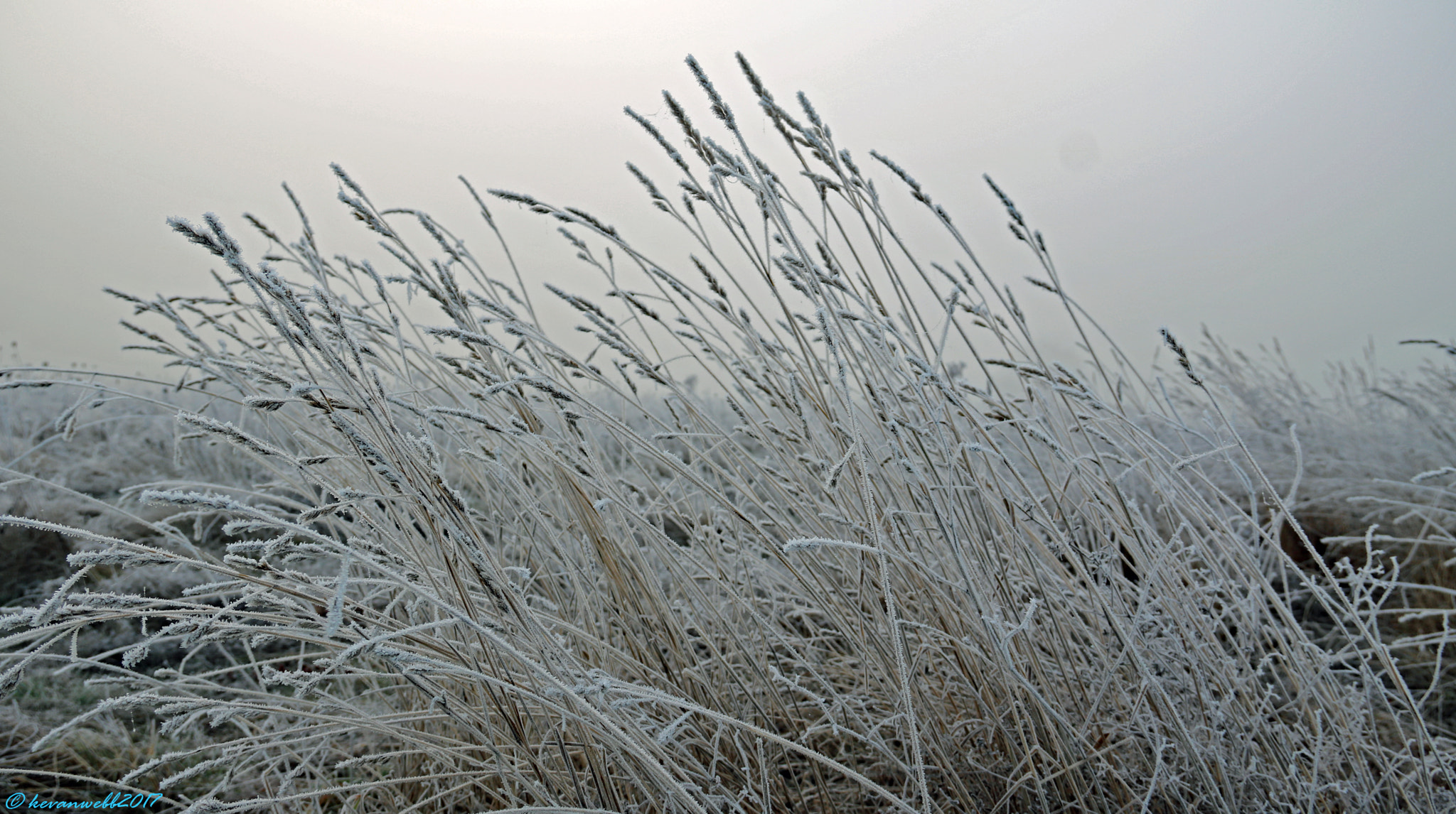 Canon EOS 760D (EOS Rebel T6s / EOS 8000D) + Canon EF-S 18-135mm F3.5-5.6 IS sample photo. Frozen windswept grass photography