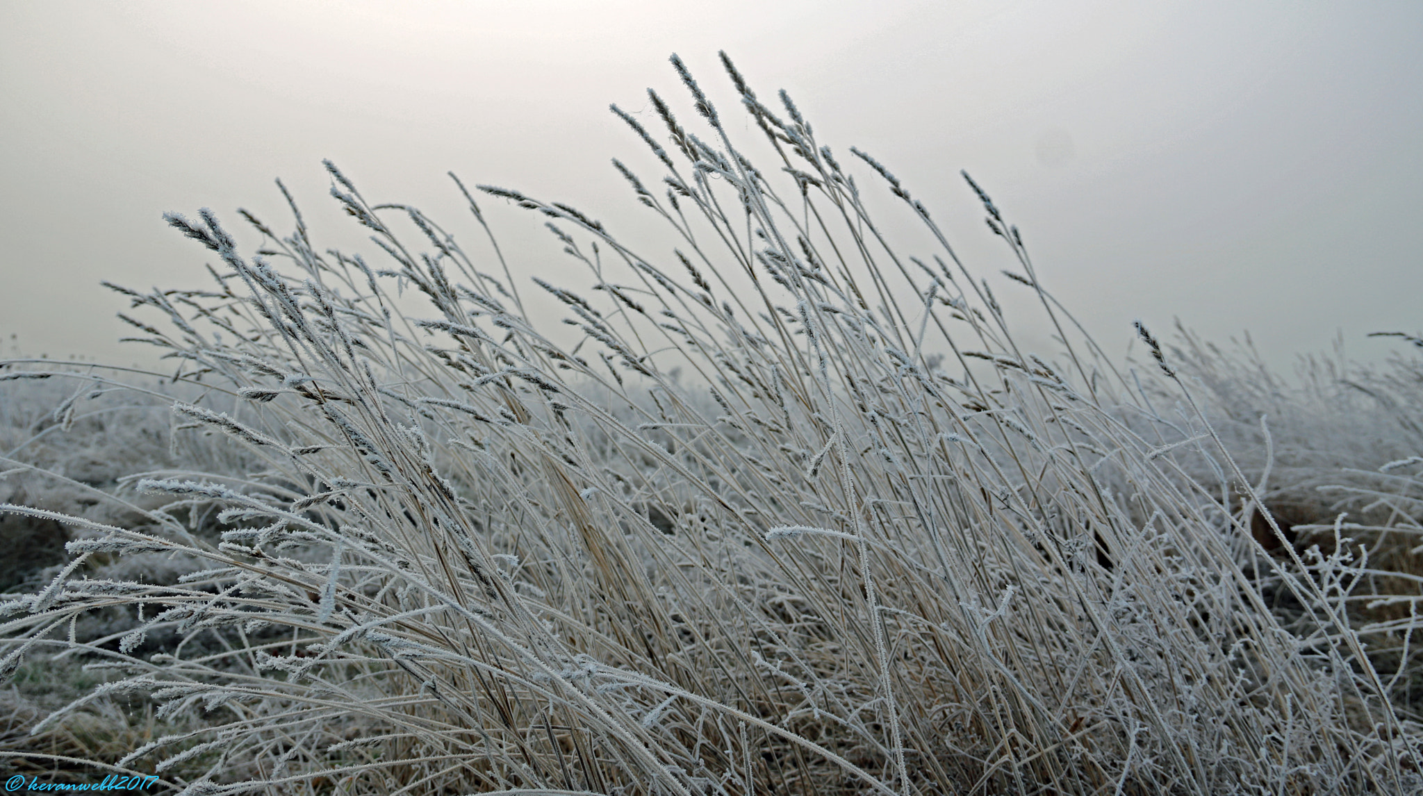 Canon EOS 760D (EOS Rebel T6s / EOS 8000D) sample photo. Frozen windswept grass photography