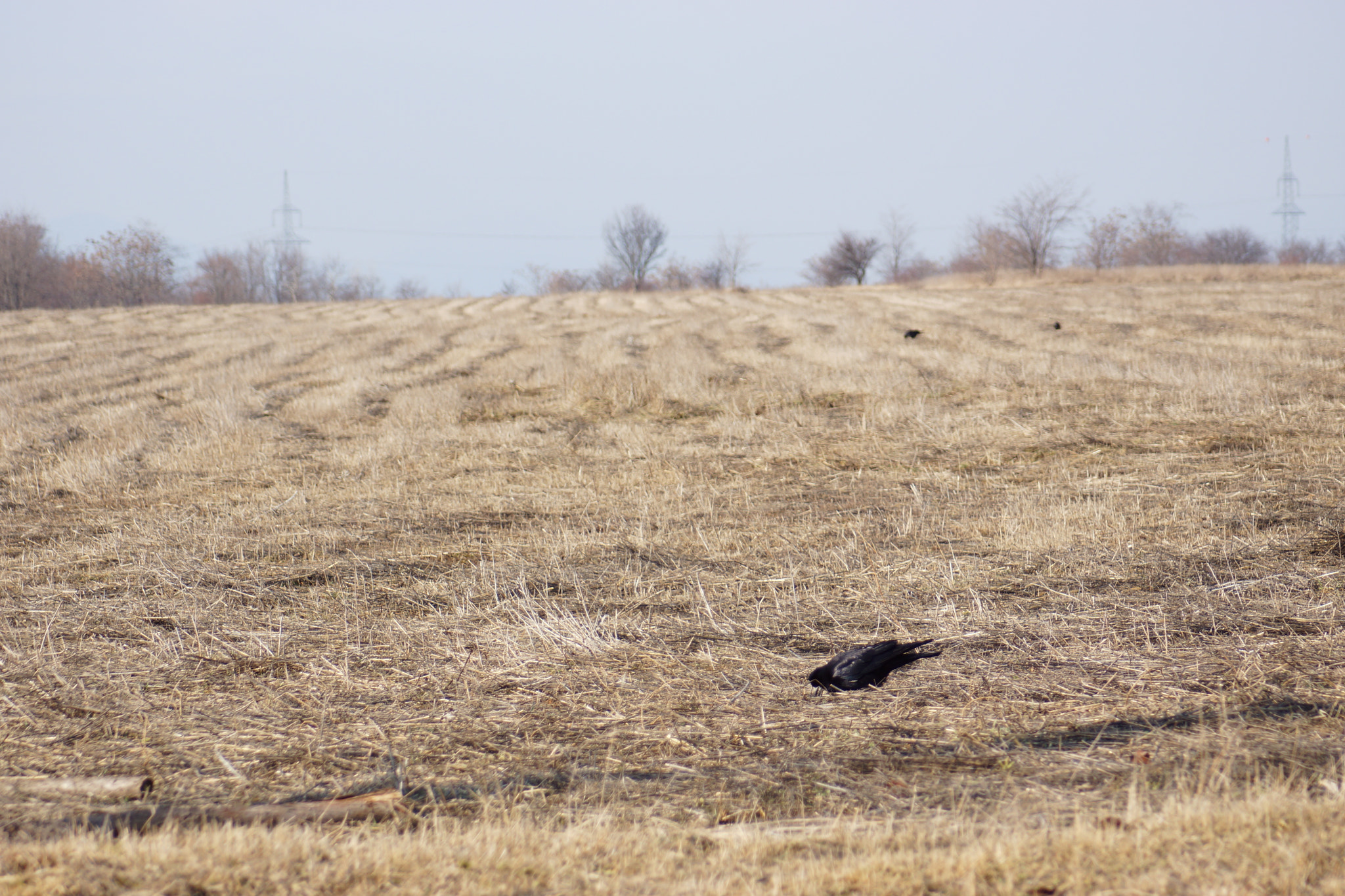 Minolta AF 70-210mm F4.5-5.6 [II] sample photo. Crows  photography