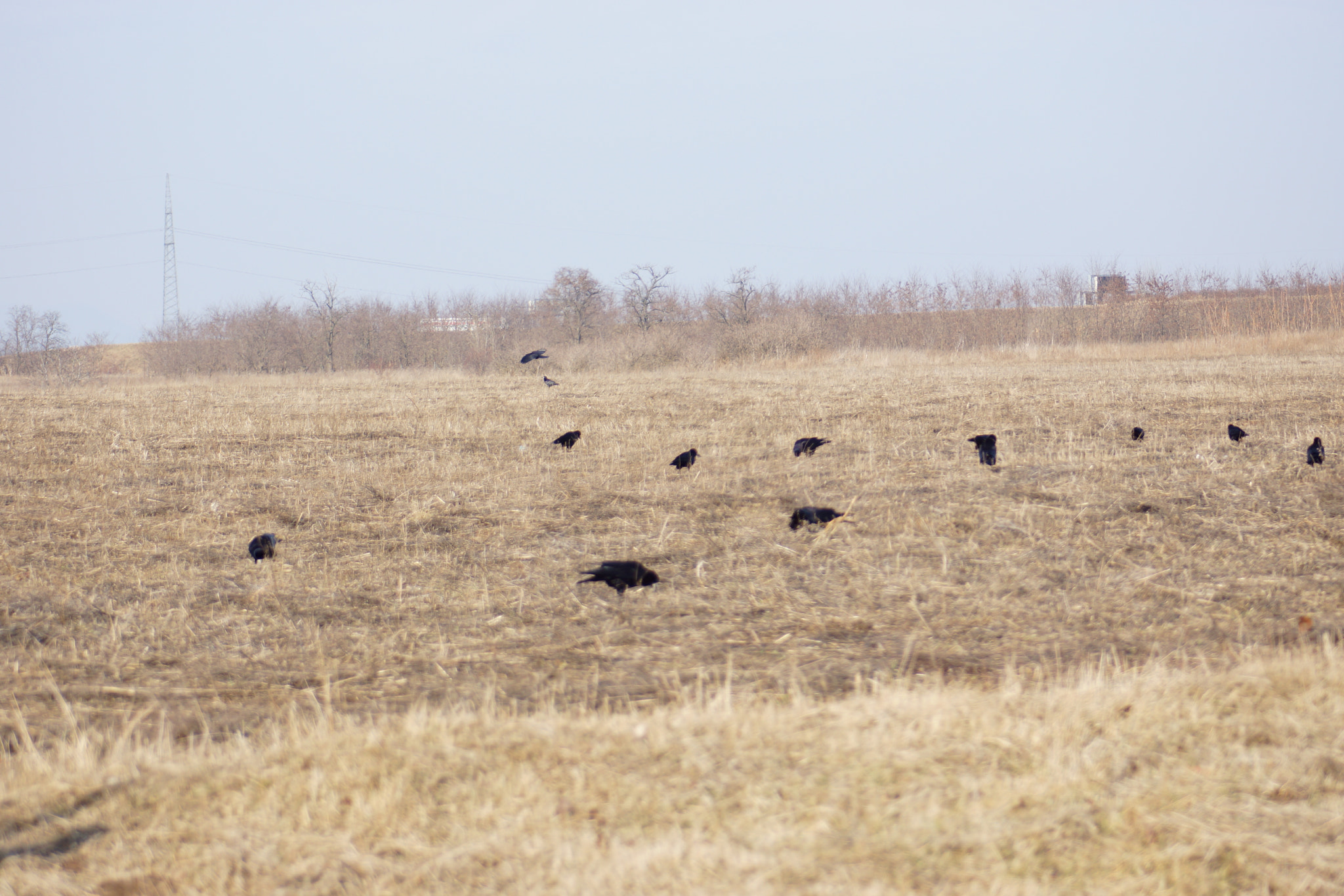 Minolta AF 70-210mm F4.5-5.6 [II] sample photo. Crows  photography