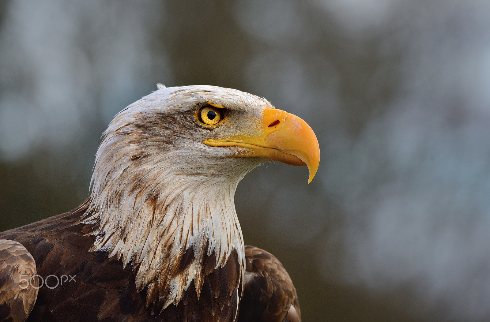 Nikon D800E sample photo. King of the sky photography