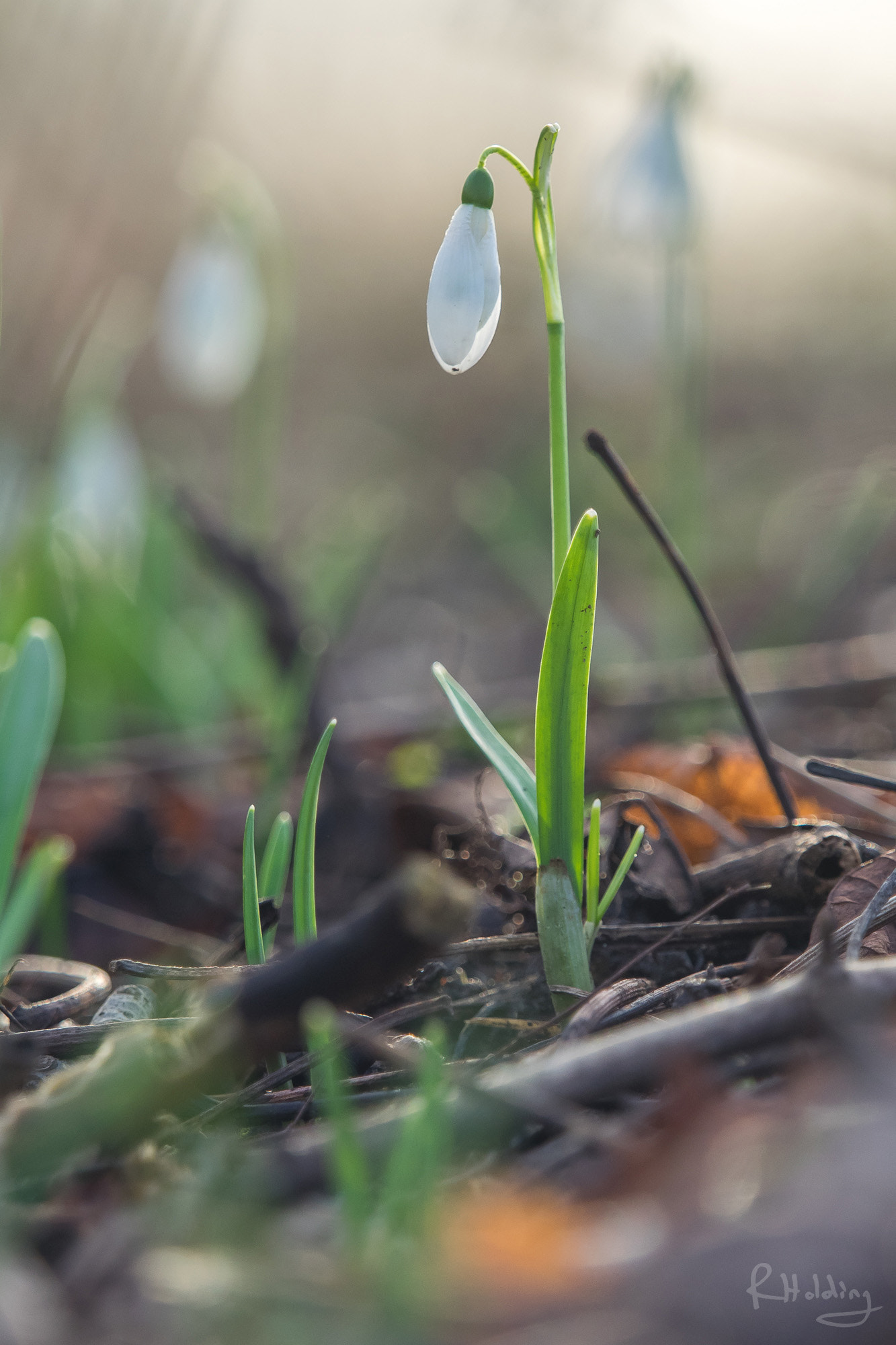 Olympus OM-D E-M1 + Olympus M.Zuiko Digital ED 40-150mm F2.8 Pro sample photo. Snowdrop photography