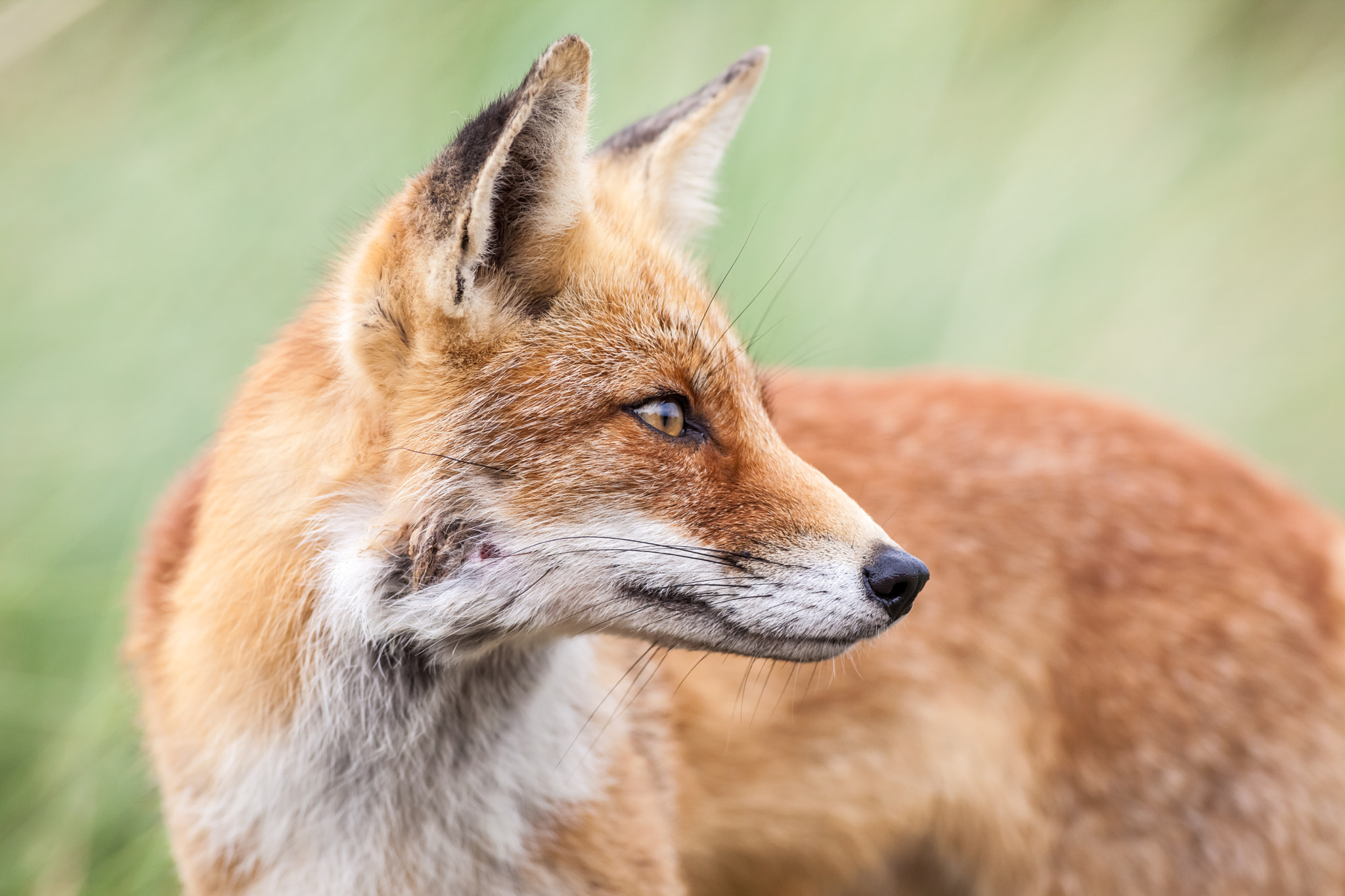 Canon EF 400mm f/2.8L sample photo. An red fox photography